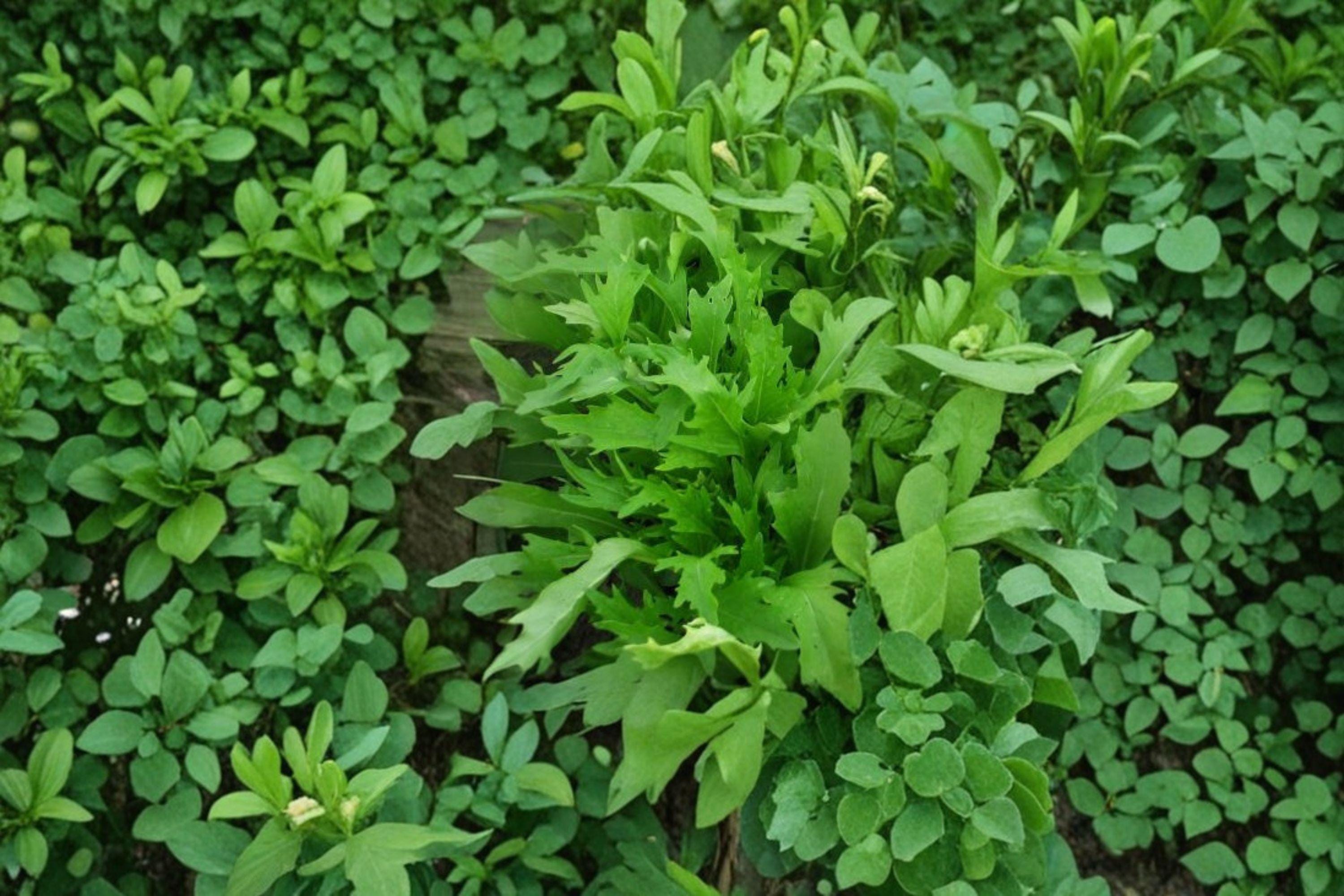 Mizuna – Early 300 Seeds | Japanese Mustard Green | Mild & Feathery Leaves | Fast-Growing