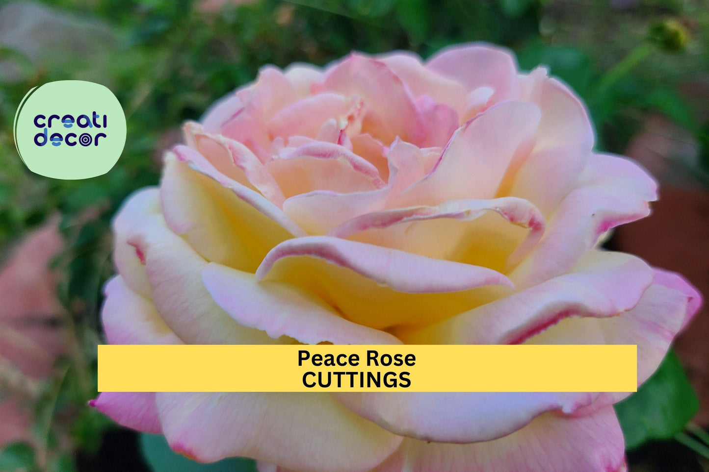 3 Peace Rose Cuttings | Classic Hybrid Tea Rose Starter | Fresh Unrooted Cuttings for Rooting | Fragrant Garden Favorite