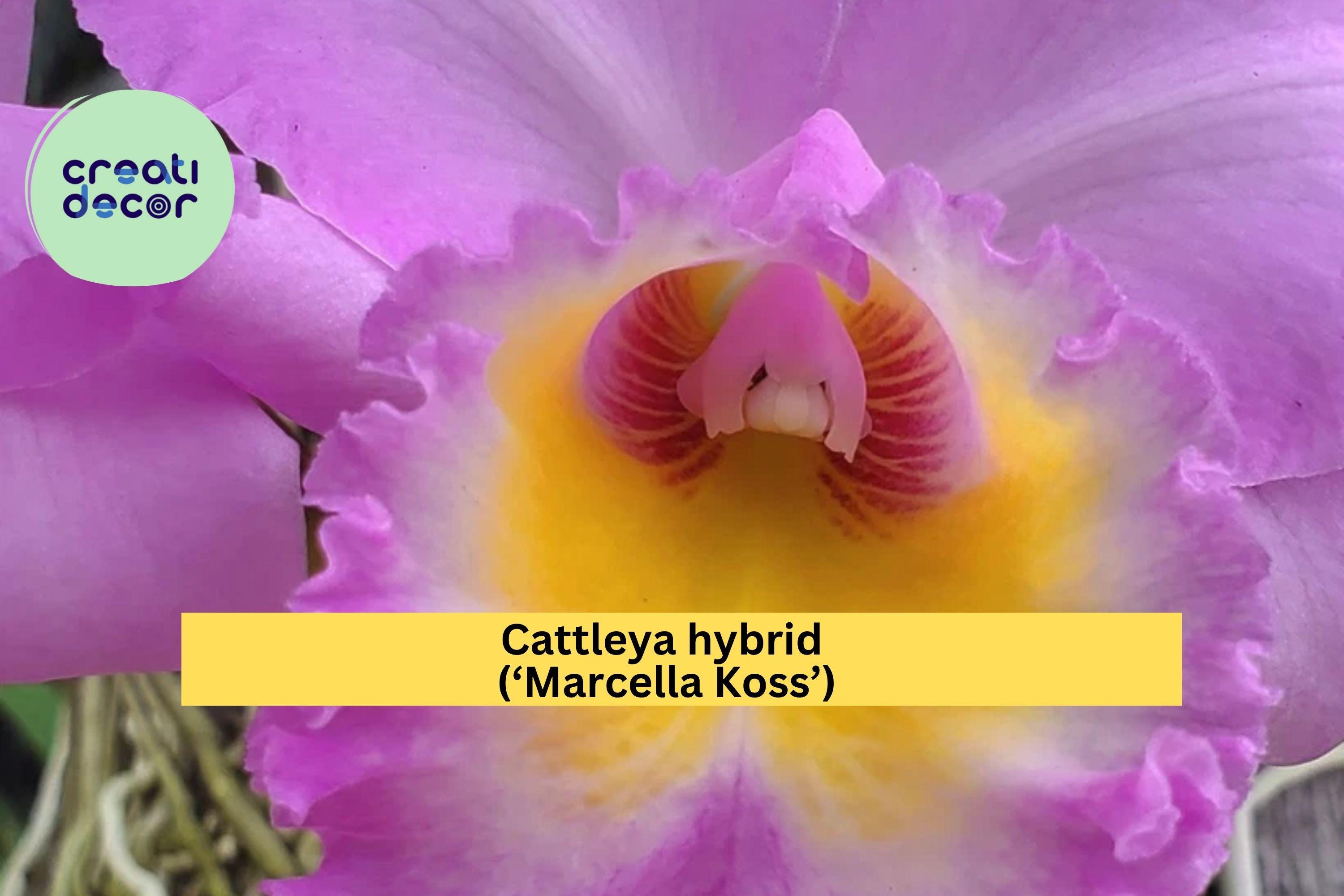 Cattleya Orchid Seedling ‘Marcella Koss’ – Live Starter Plug, Fragrant Orchid Plant for Indoor Display, Tropical Blooming Houseplant