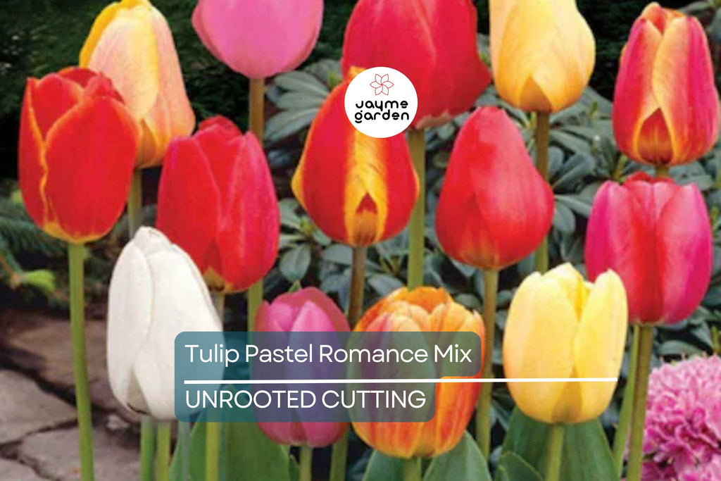 Tulip Pastel Romance Mix - 5 Bulbs, Pink, Purple, White, Salmon Yellow Blooms, Perfect for Gardens, USDA Zones 3-8