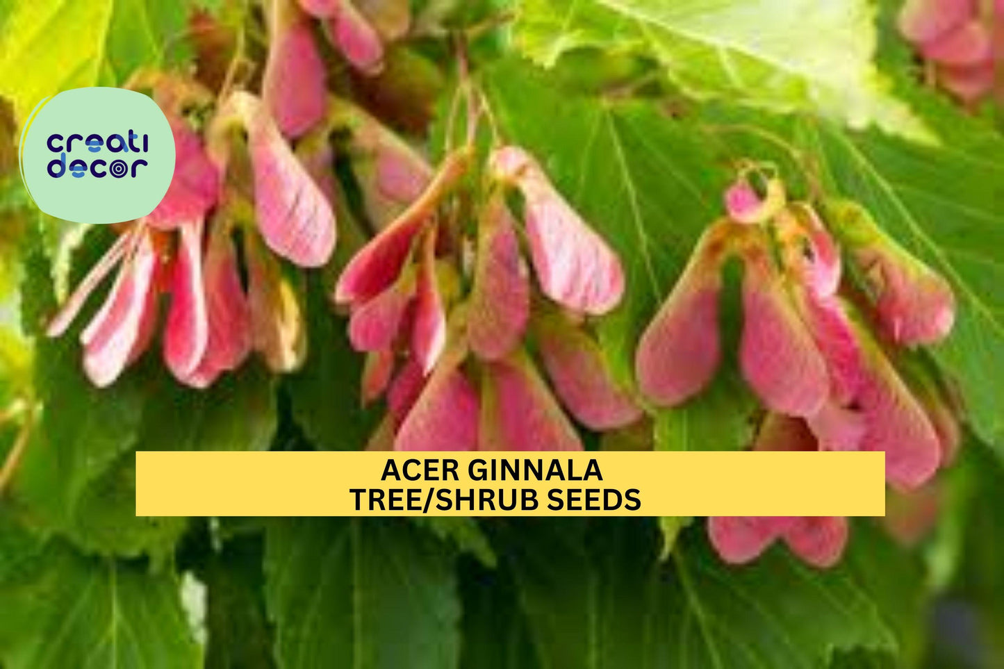 3pcs of 10seeds Acer ginnala – Amur Maple Tree Seeds for Planting, Compact Ornamental Tree with Fiery Fall Foliage Seeds for Planting