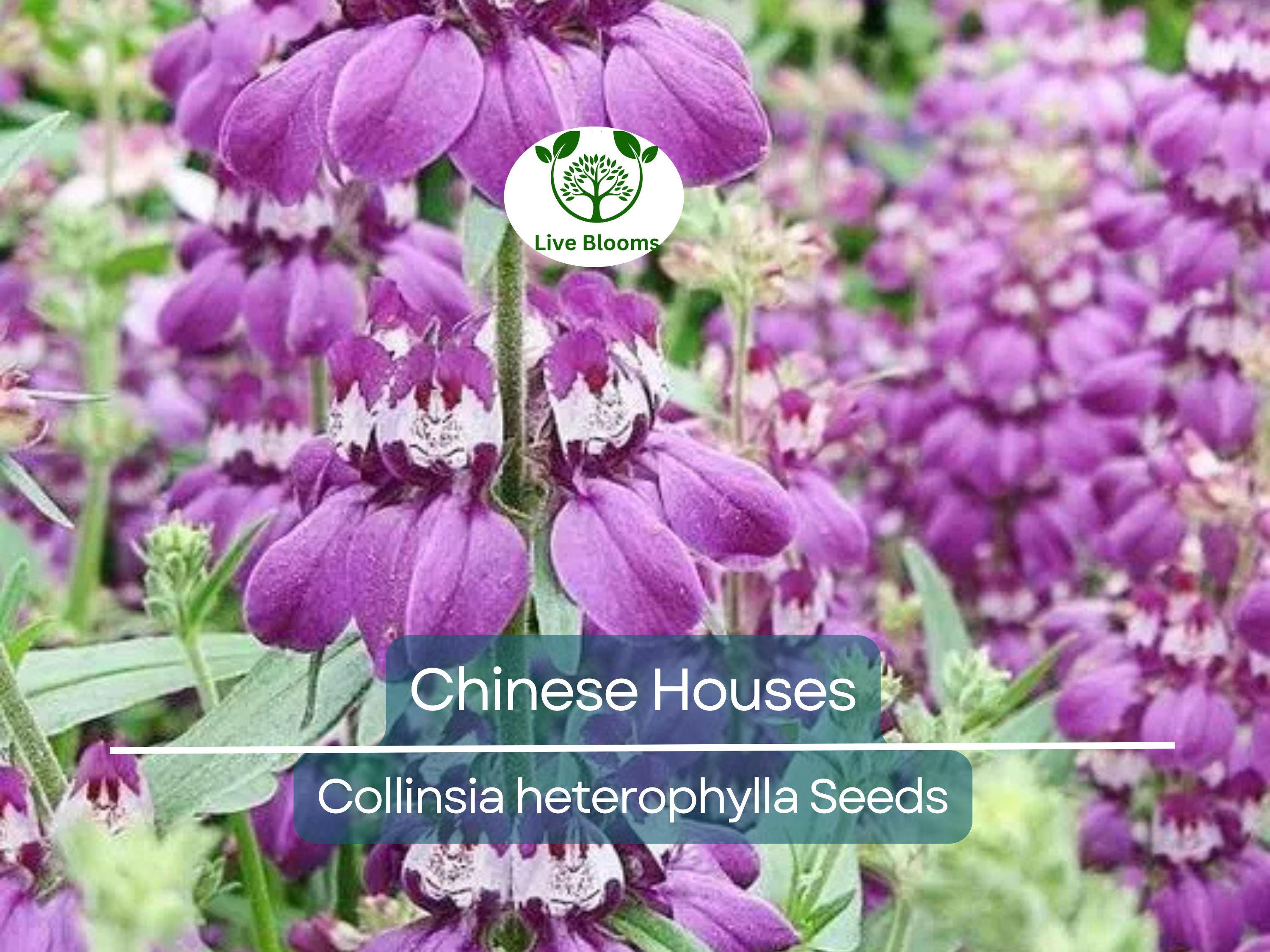 500 Chinese Houses Seeds - Collinsia heterophylla Wildflower | Non-GMO, Shade or Sun, Pollinator Attractor, Native Annual Flower