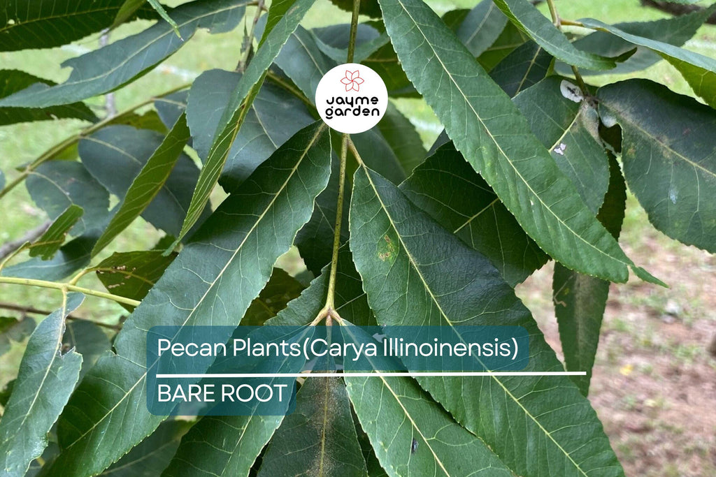 5 Pecan Trees (Carya Illinoensis) Bareroot – 6-12" Tall, Nut-Producing Trees