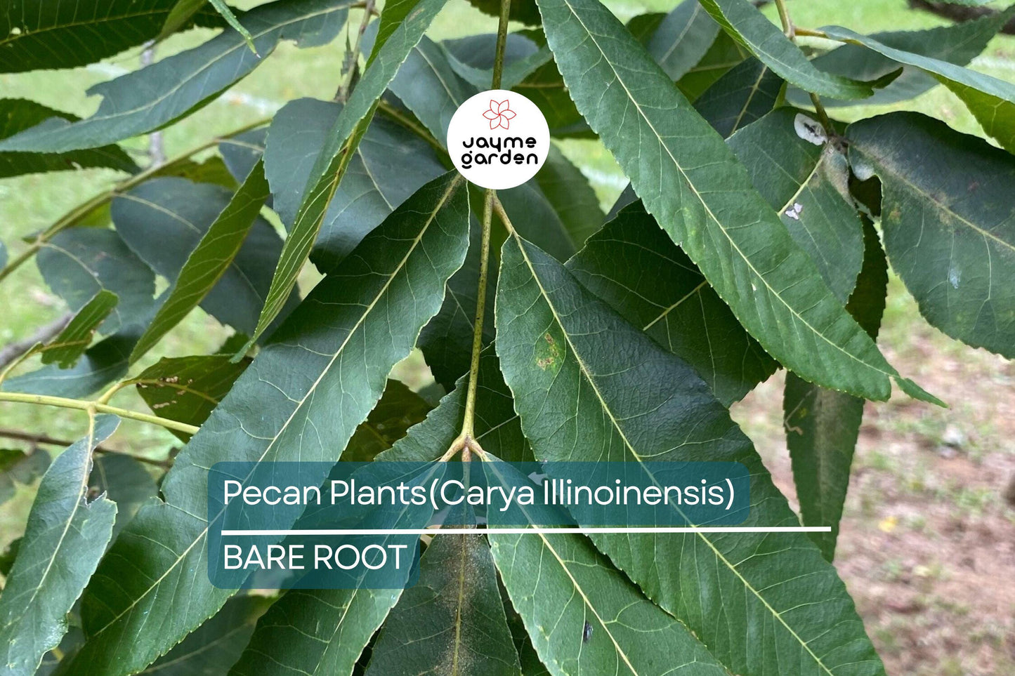 5 Pecan Trees (Carya Illinoensis) Bareroot – 6-12" Tall, Nut-Producing Trees