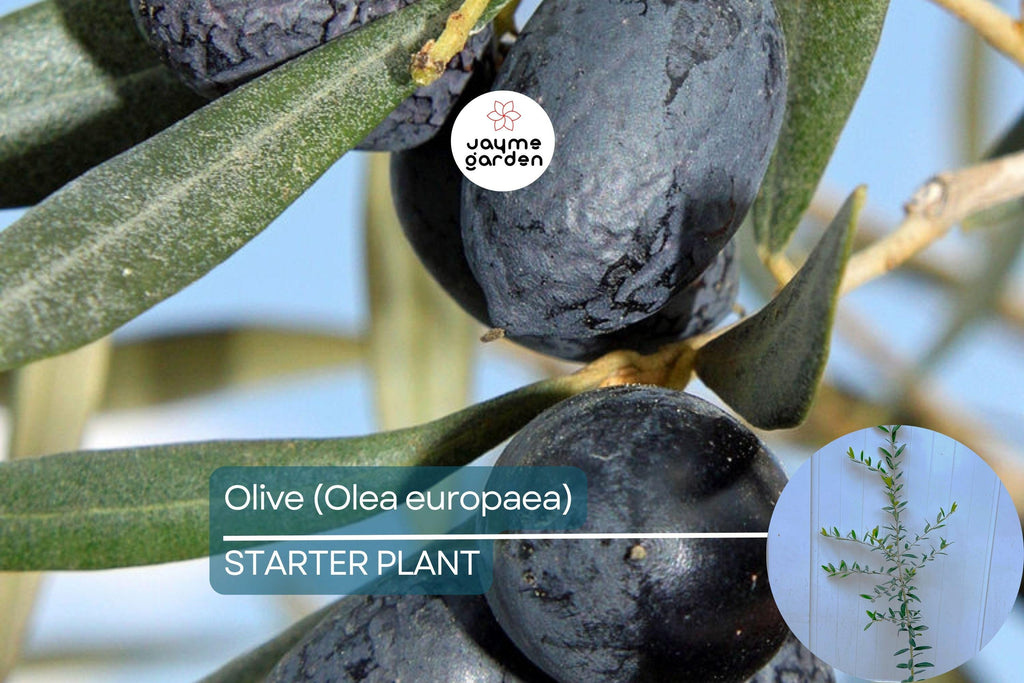 Olive Tree Starter Plant – Live Fruit Tree (Olea europaea) | Hardy Mediterranean Herb | Mature 20-30 feet tall