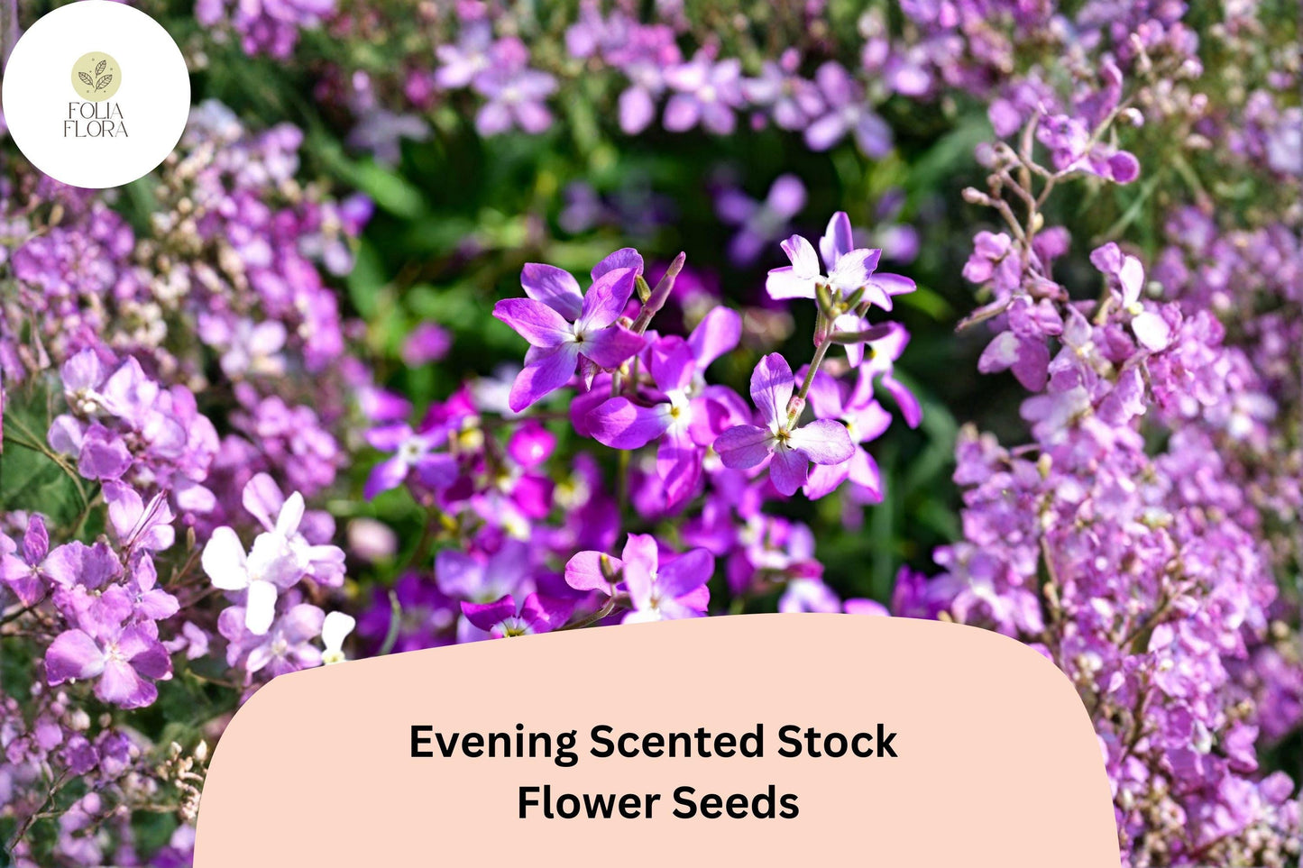 Evening Scented Stock Seeds – 100 Matthiola longipetala | Fragrant Night-Blooming Garden Flower