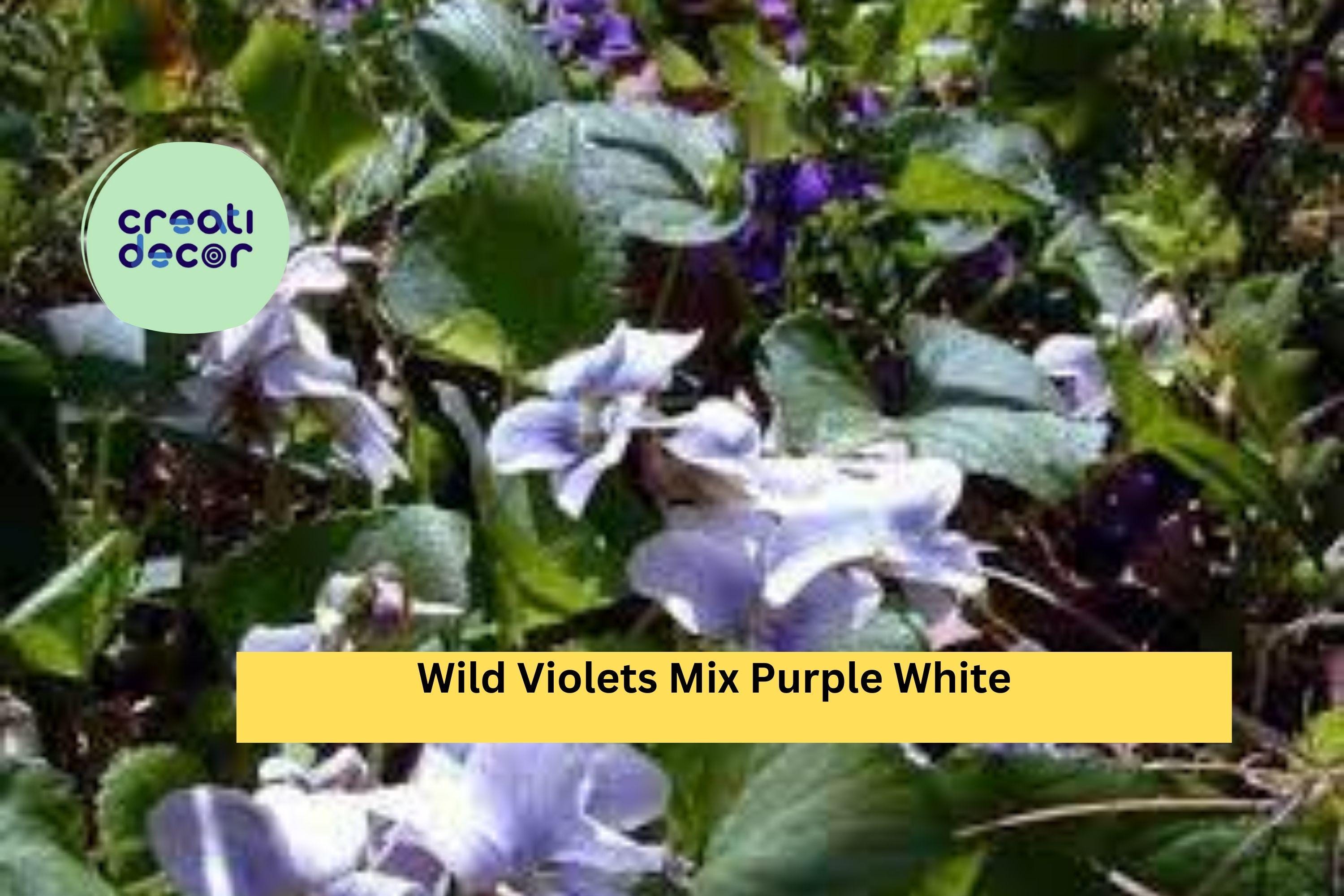 10 Bare Root Plants - Wild Violets Mix , Purple & White Perennial Flowers, Live Preorder Roots for Garden Beds, Borders, Ground Cover