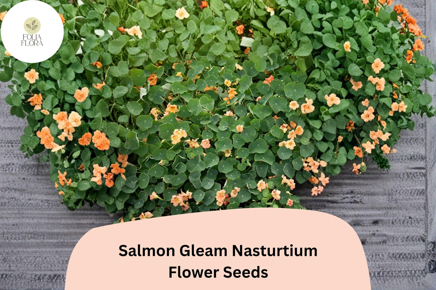 50+ Salmon Gleam Nasturtium Seeds | Tropaeolum majus | Vibrant Salmon-Orange Blooms