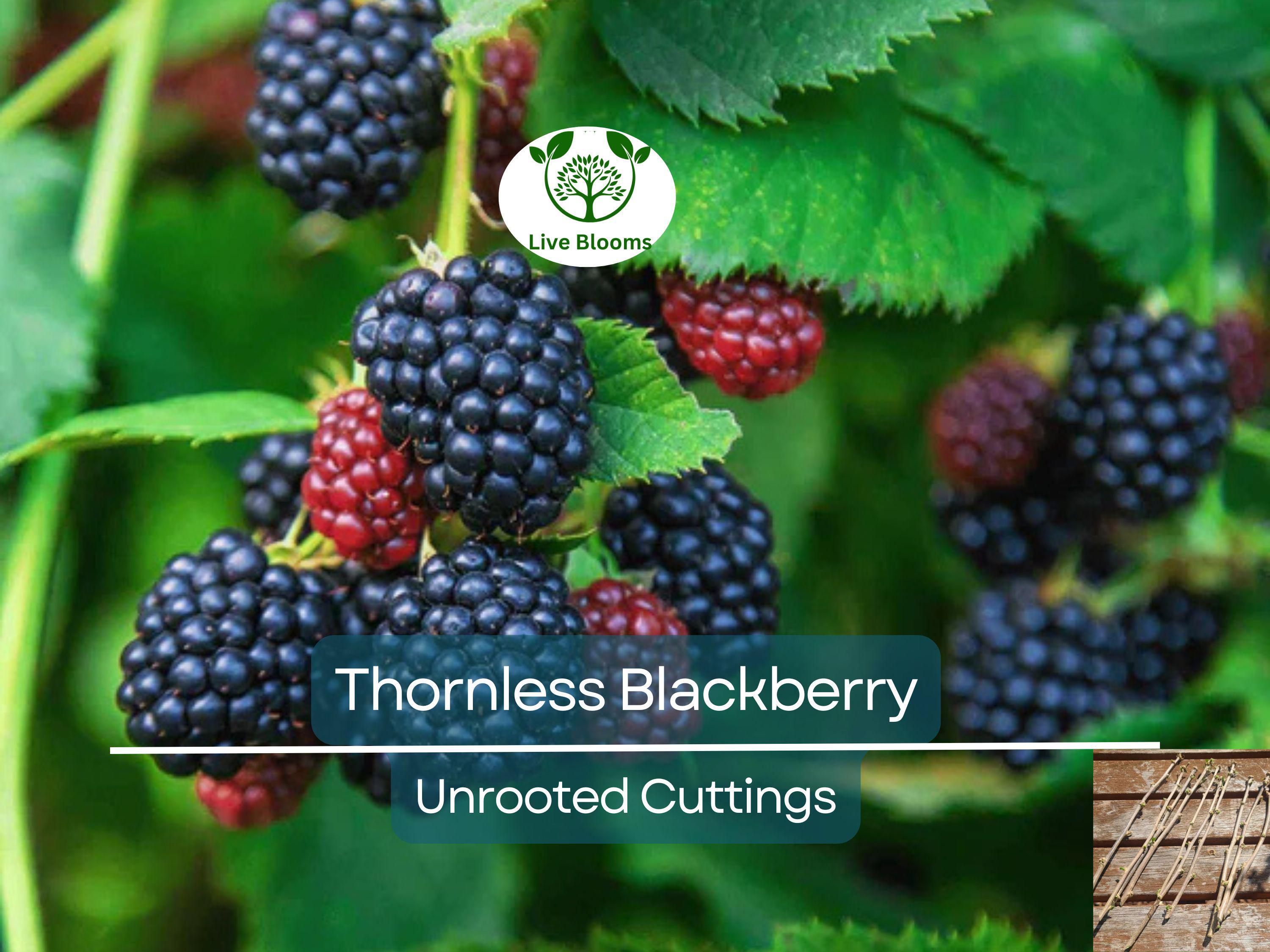 10 Organic Unrooted Thornless Blackberry Cuttings 5"-8" - Rubus fruticosus, Easy to Grow, Sweet Berries Plant, Home Garden, Fruit Cutting