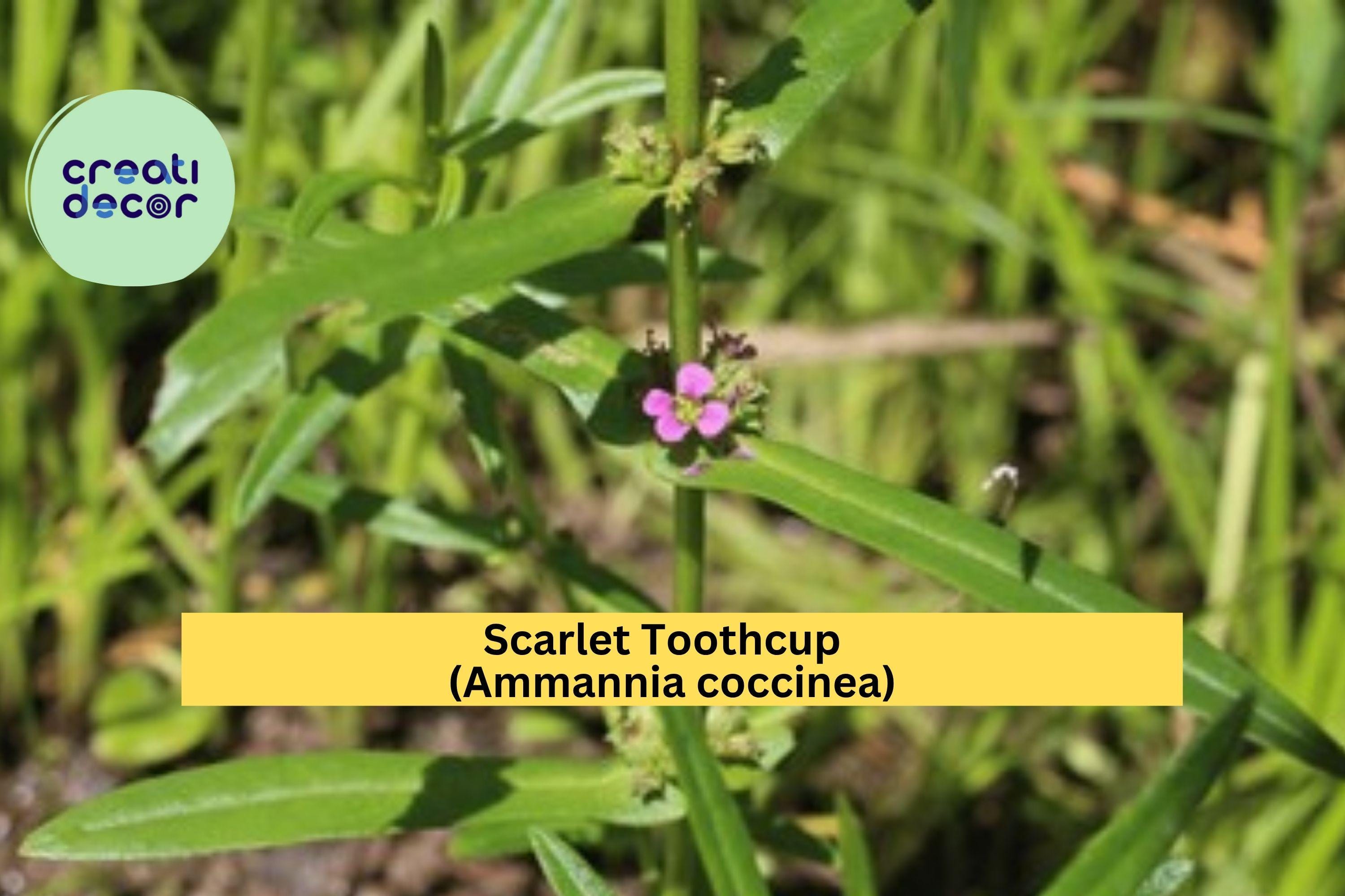 Scarlet Toothcup Seeds (Ammannia coccinea) – 1000 Native Wetland Seeds | Red Aquatic Wildflower | Pond Edge, Rain Garden | Zones 6–11