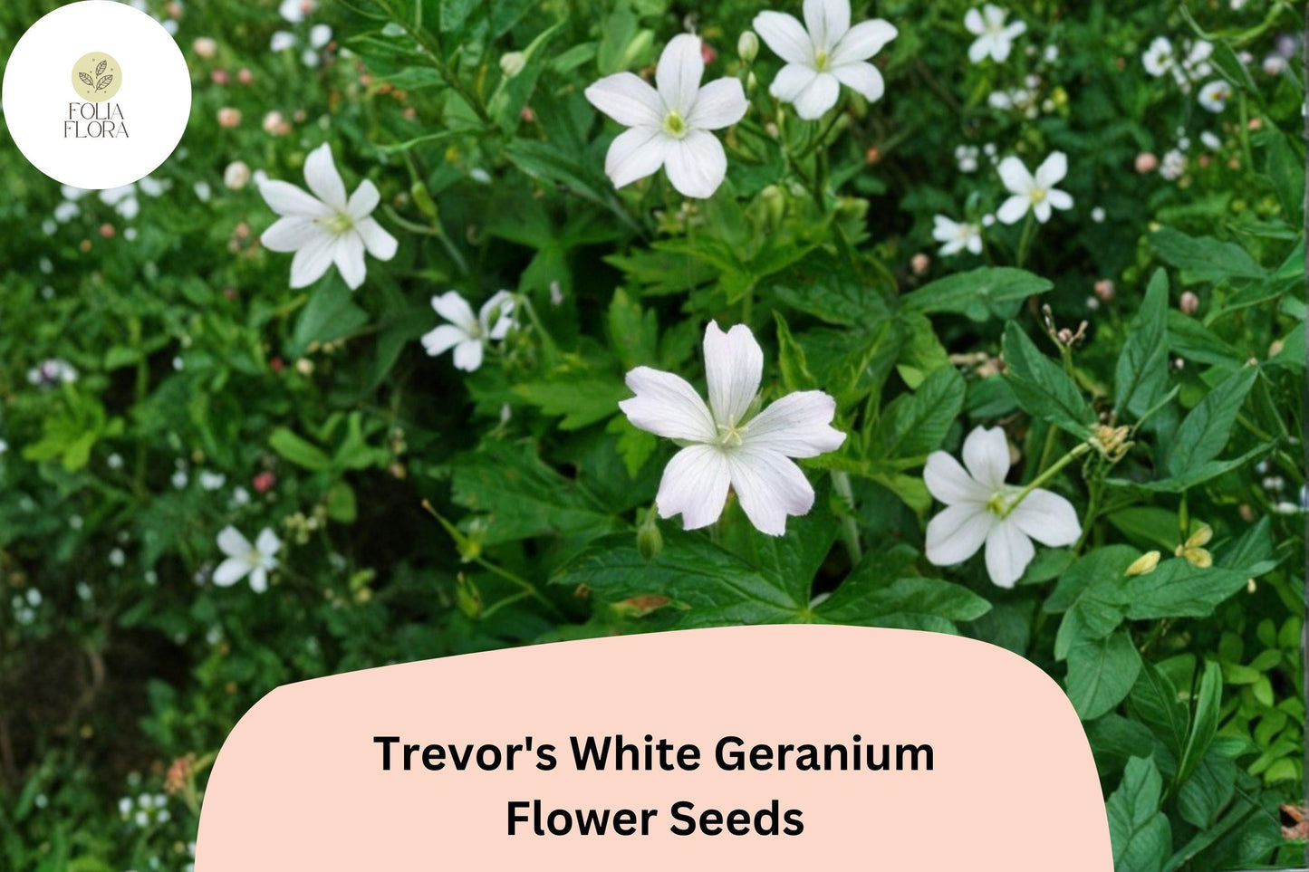 25+ Trevor’s White Geranium Seeds | Hardy Perennial Cranesbill | White Blooms for Garden Beds and Borders
