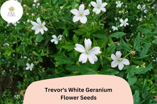 25+ Trevor’s White Geranium Seeds | Hardy Perennial Cranesbill | White Blooms for Garden Beds and Borders
