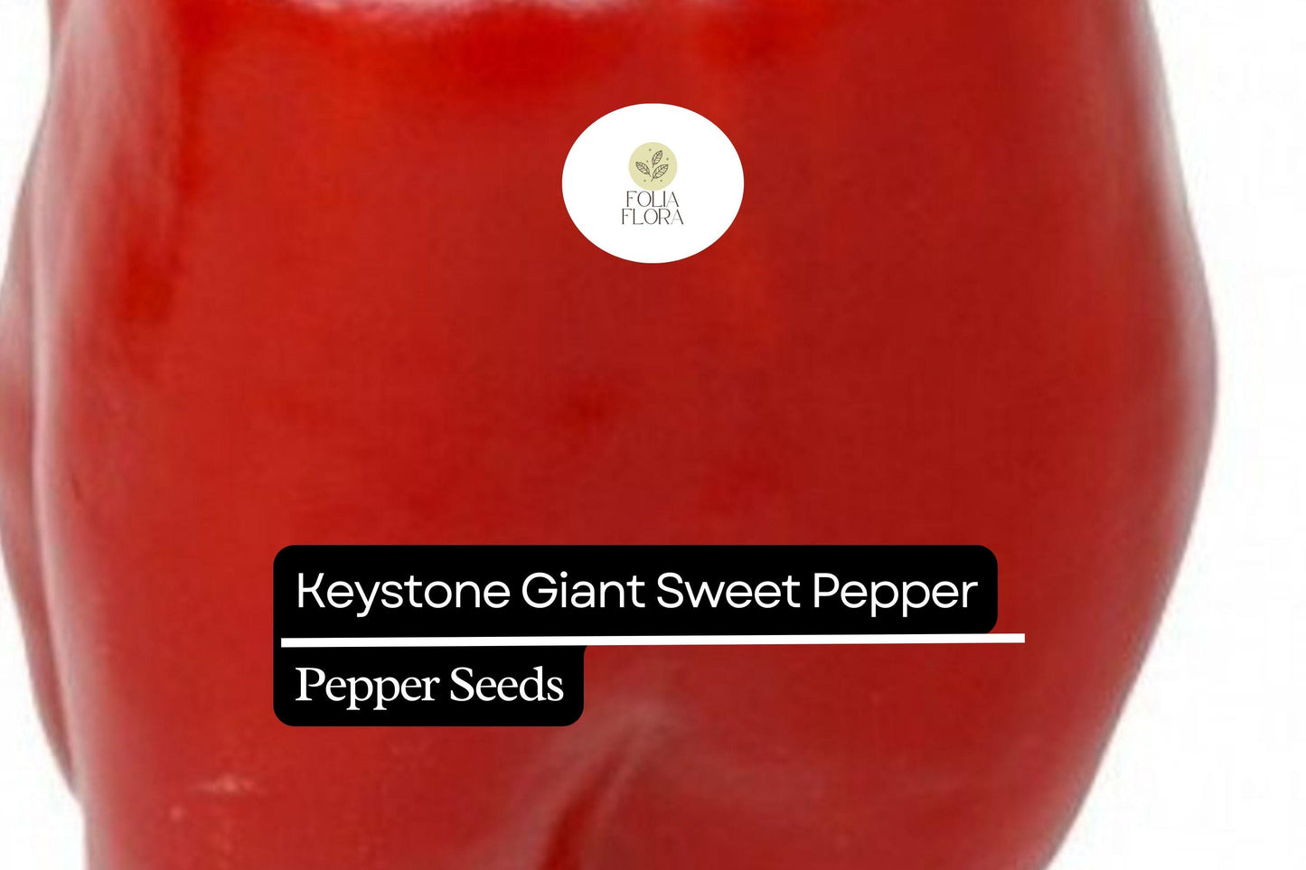 25 Keystone Giant Sweet Pepper Seeds – Capsicum annuum – Large, Thick-Walled, High-Yielding, Perfect for Stuffing & Fresh Eating, Non-GMO