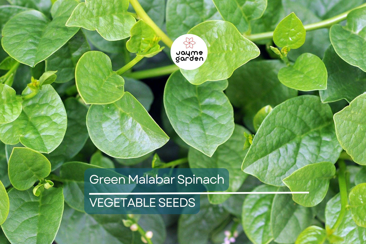 100 Green Malabar Spinach Seeds - Heat-Tolerant Climbing Vine, Non-GMO, Specialty Green