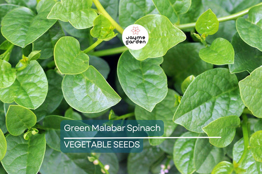 100 Green Malabar Spinach Seeds - Heat-Tolerant Climbing Vine, Non-GMO, Specialty Green