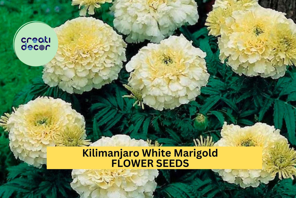 25+ Kilimanjaro White Marigold Seeds – Creamy White Blooms for Garden Planting, Elegant Heirloom Variety for Beds & Borders – USA