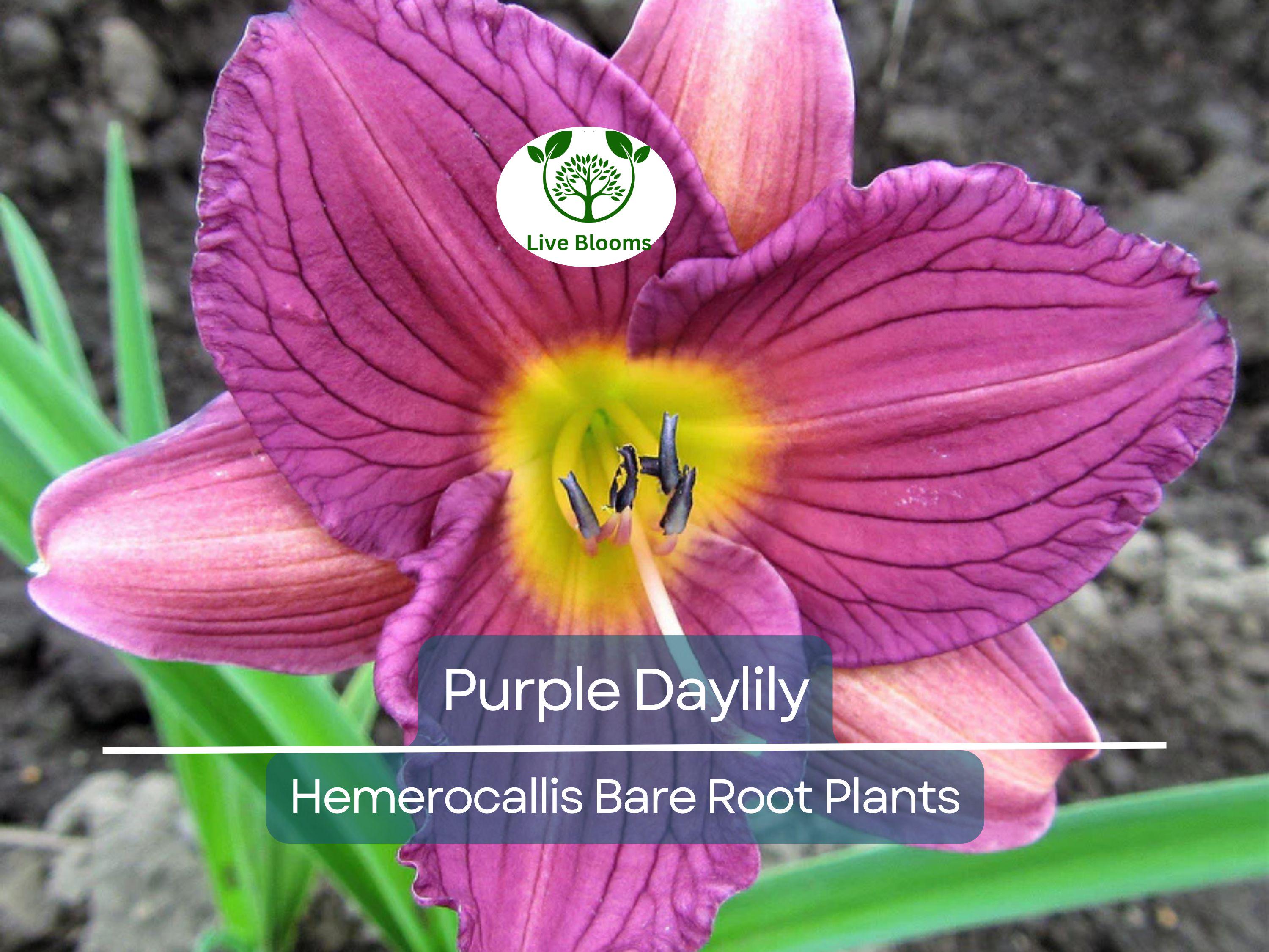 2 Purple Daylily Bare Root Fans – Perennial Hemerocallis Plants, Easy-Care, Summer Blooming Flowers, Vibrant Garden Color