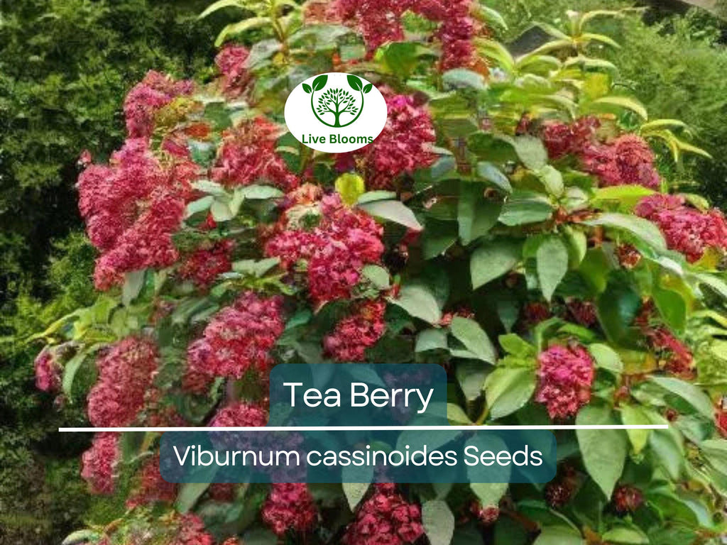40 Tea Berry Shrub Seeds - Viburnum cassinoides, Witherod, Edible Fruits, Perennial, Native Plant, Aromatic Tea Leaves