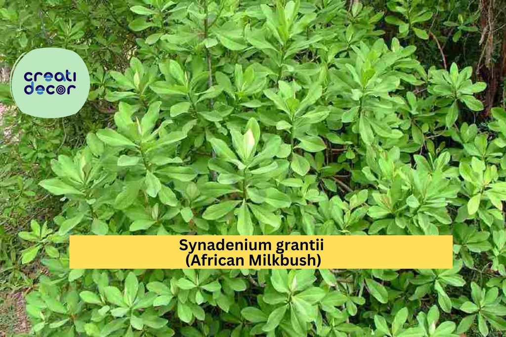 Synadenium Grantii African Milkbush – 4" Rare Succulent Plant, Exotic Euphorbia Houseplant with Variegated Green Leaves