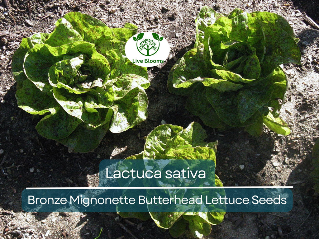 700 Seeds Bronze Mignonette Butterhead Lettuce – Lactuca sativa | Heirloom Butterhead Lettuce for Planting & Delicious Fresh Harvests