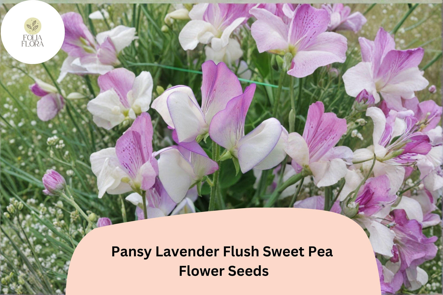 50+ Pansy Lavender Flush Semi-Dwarf Sweet Pea Seeds | Compact Lavender Flowers for Garden & Trellis