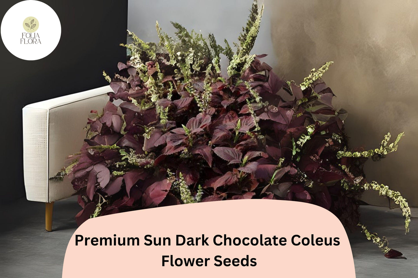 25+ Sun Dark Chocolate Coleus Seeds for Planting | Premium Shade Plant | Deep Brown Foliage Annual | Garden Bedding Seeds