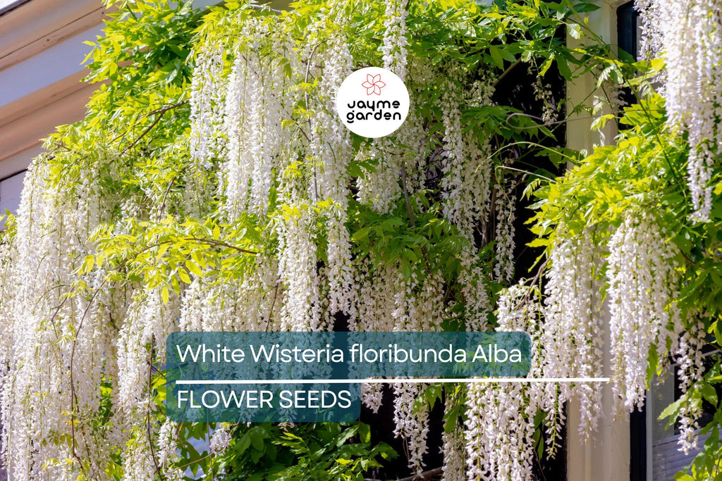 5 White Wisteria floribunda Alba Seeds – Hardy Climbing Vine, Fragrant White Flowers, Rare for Garden