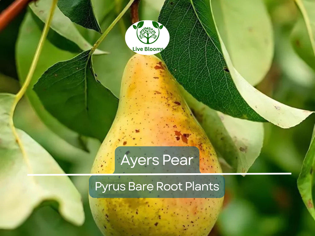 1 Ayers Pear Tree – Live Bare Root Fruit Tree (2ft) – Sweet, Juicy Pears – Disease-Resistant & Self-Pollinating – Zone 5–9