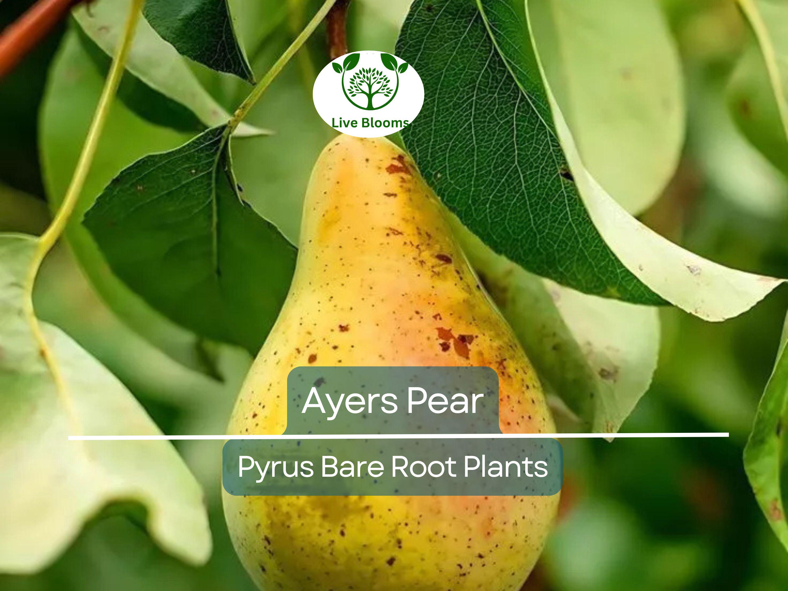 1 Ayers Pear Tree – Live Bare Root Fruit Tree (2ft) – Sweet, Juicy Pears – Disease-Resistant & Self-Pollinating – Zone 5–9