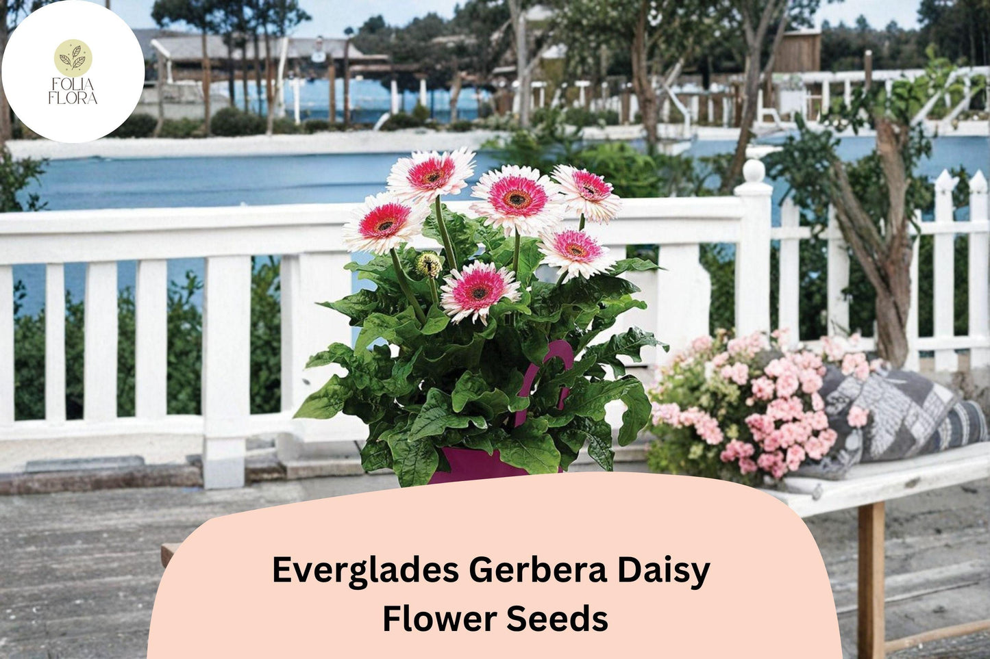 200+ Everglades Gerbera Daisy Seeds | Bright Garden Flowers | Large Colorful Blooms for Pots & Borders