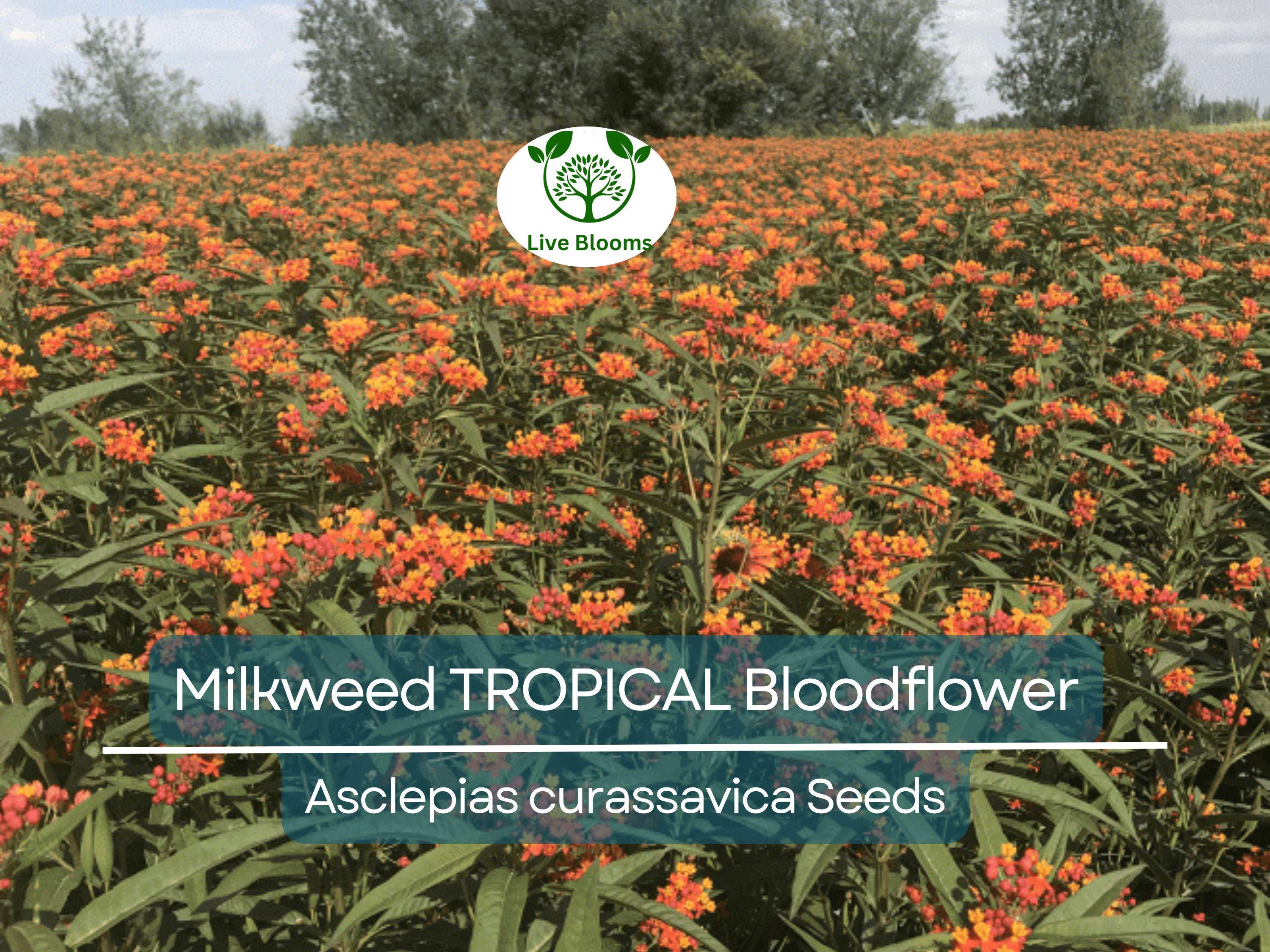 100 Seeds Milkweed TROPICAL Bloodflower (Asclepias curassavica), Monarch Butterfly Host Plant, Attracts Pollinators, Non-GMO, Vibrant Flower