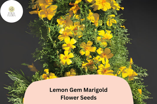 25+ Lemon Gem Marigold Seeds | Tagetes tenuifolia | Citrus-Scented Yellow Flowers | Compact Edging Annual for Garden Planting