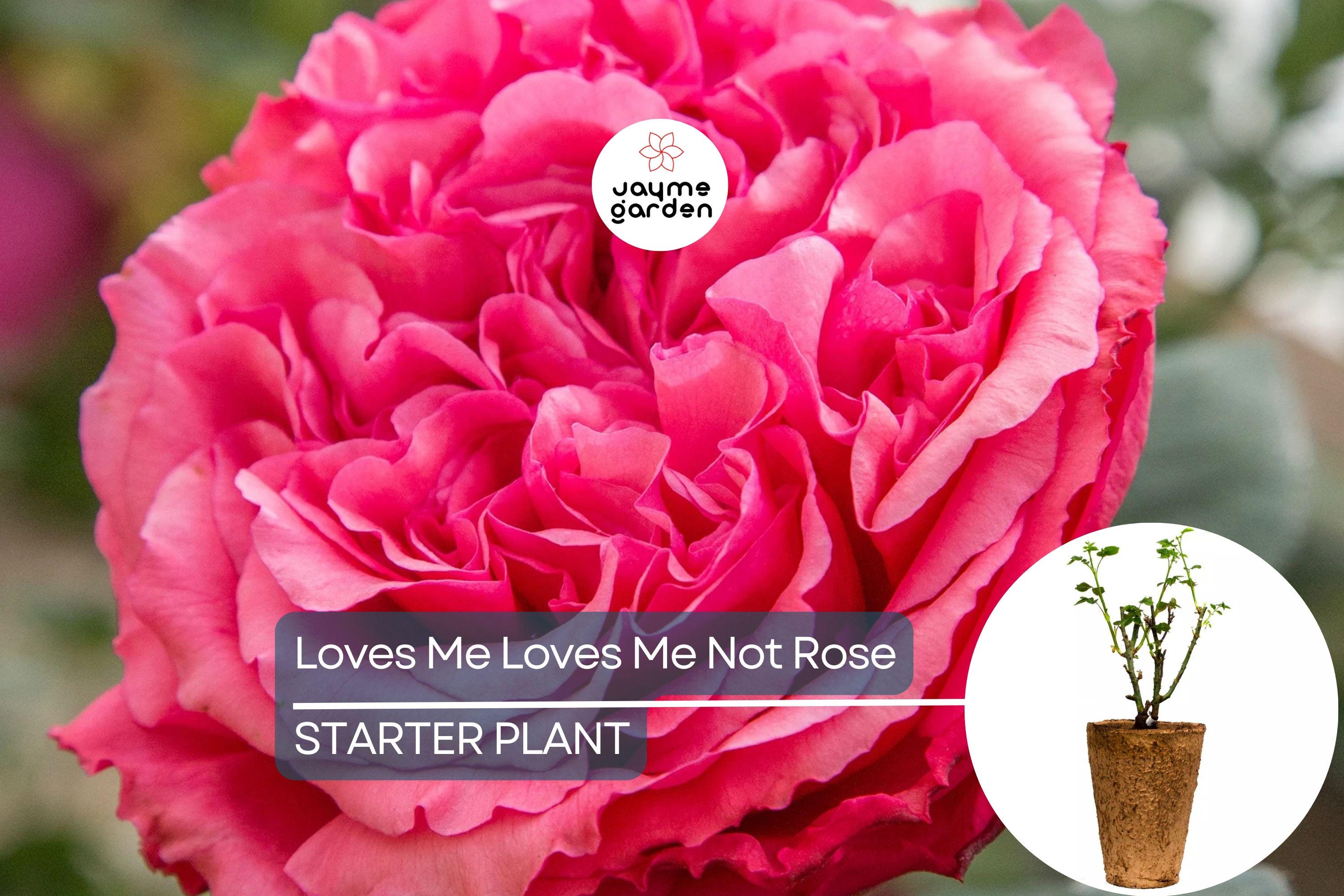 Loves Me Loves Me Not Rose – 5' Tall | Fragrant Deep Pink Hybrid Tea | 1.5 Gal Pot | 200+ Petals | Reblooming, Own-Root | Zones 5-10