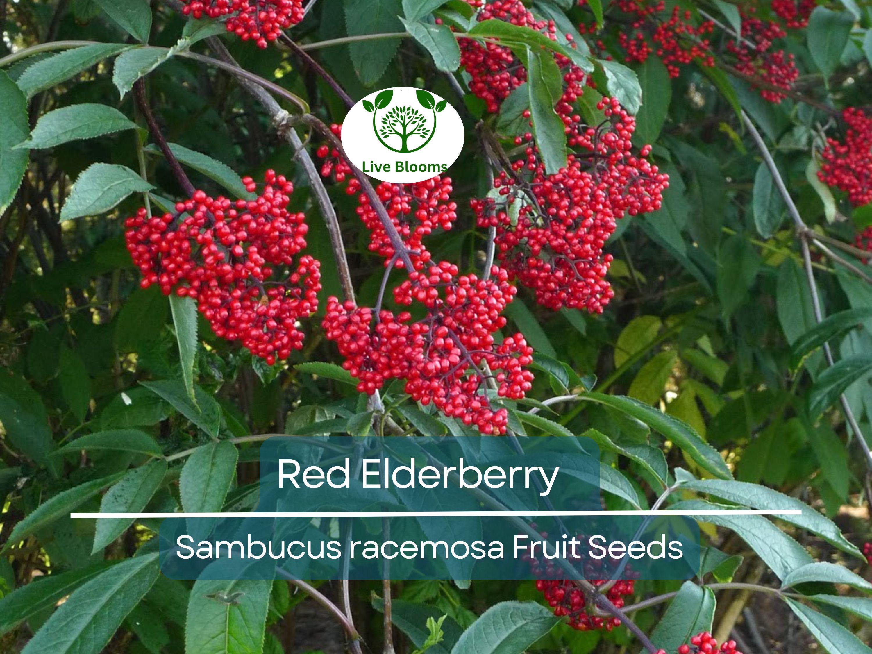 80 Red Elderberry Seeds (Sambucus racemosa), Tree Shrub, Edible Fruit, Berry, Herb, Garden Starter, Wild Elderberry, High Yield Plant