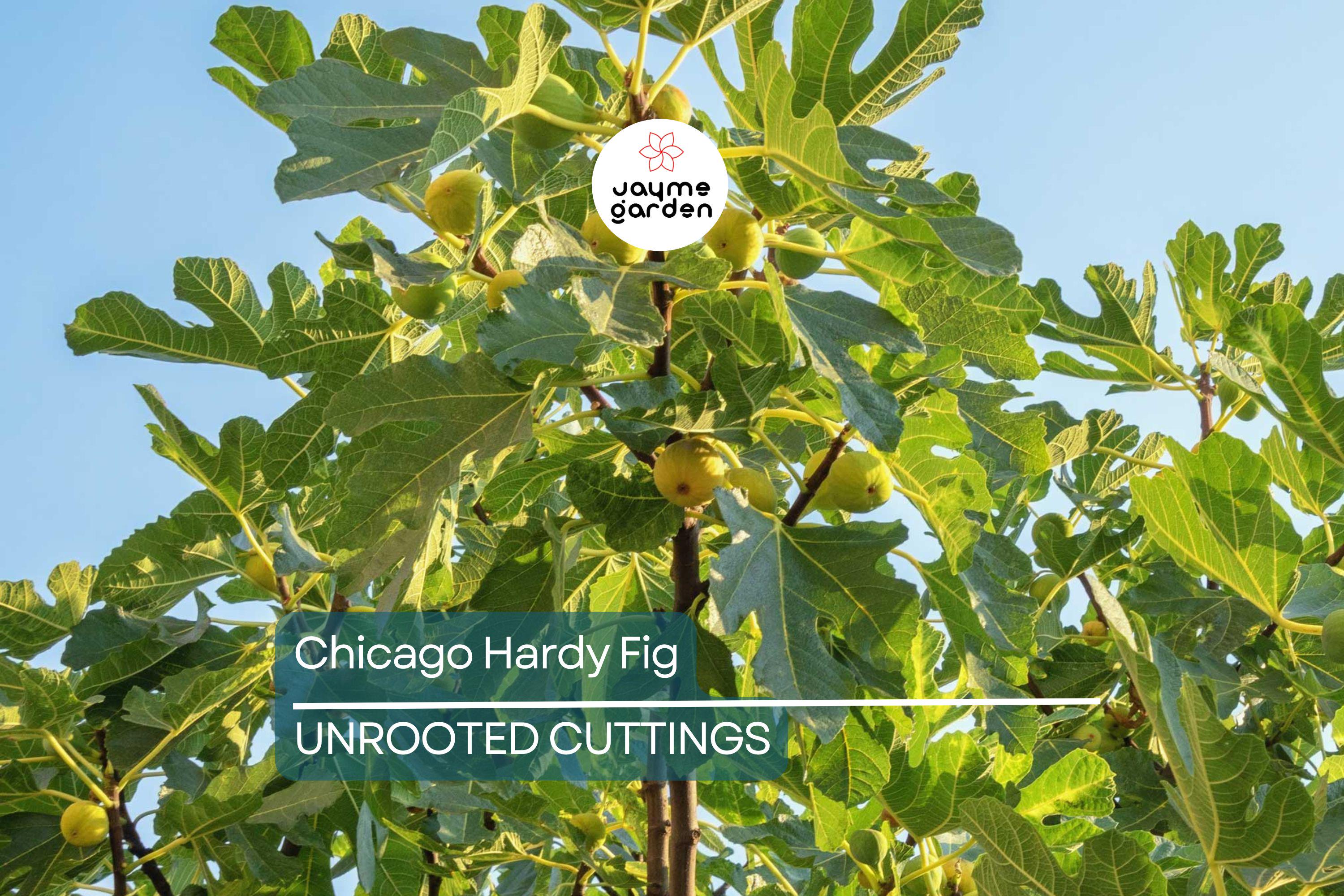 10 Chicago Hardy Fig Tree Cuttings 9”-10", 5+ Nodes Each, Cold-Resistant & Fast-Growing Fig for Temperate Climates