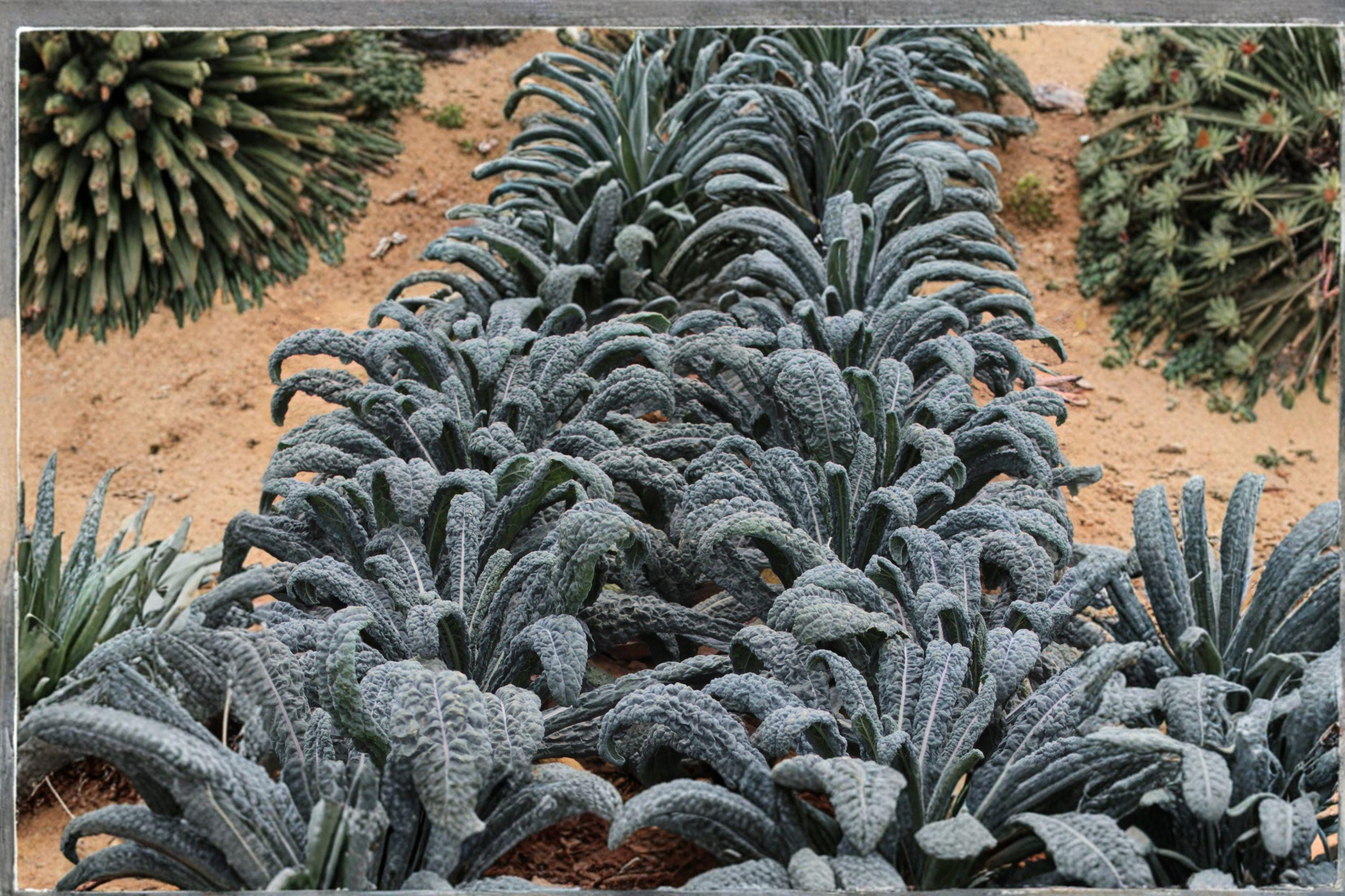 Kale – Lacinato (Dinosaur Kale) 250 Seeds | Italian Heirloom Kale | Dark Blue-Green Leaves | Sweet After Frost