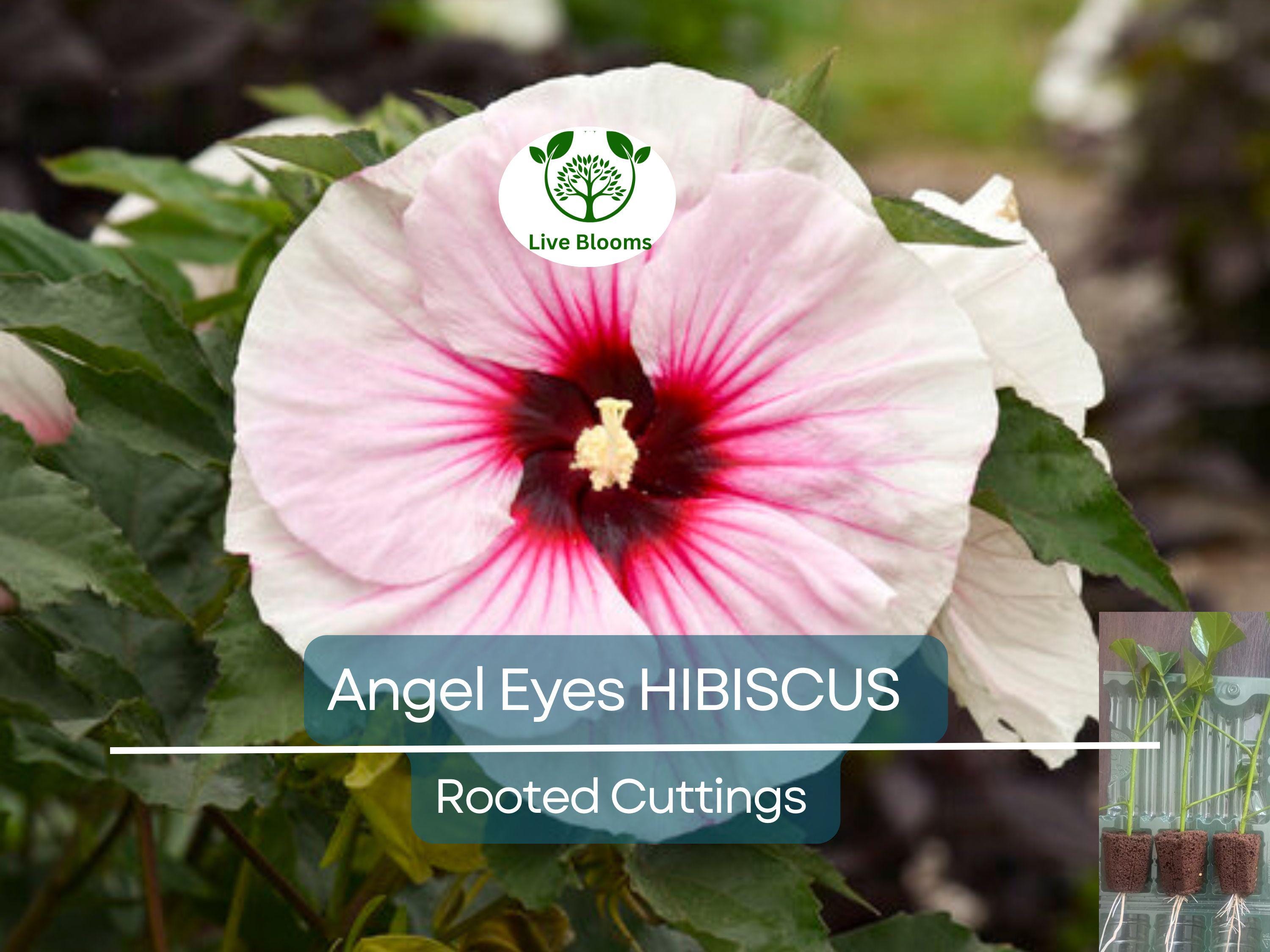3 Live Hibiscus Angel Eyes Cuttings – Beautiful Flowering Plant for Propagation, Hardy Hibiscus (Hibiscus rosa-sinensis)