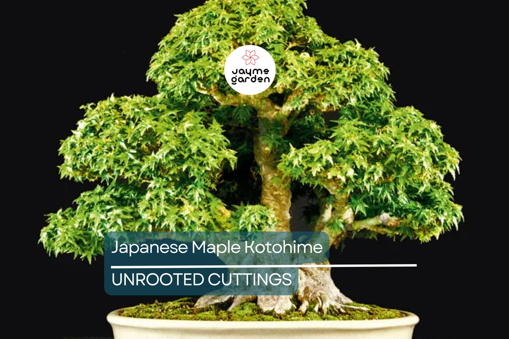 Japanese Maple Kotohime Cutting for Bonsai | Acer Var. Outdoor Hardy in Zone 8a | Ideal for Miniature Tree Styling