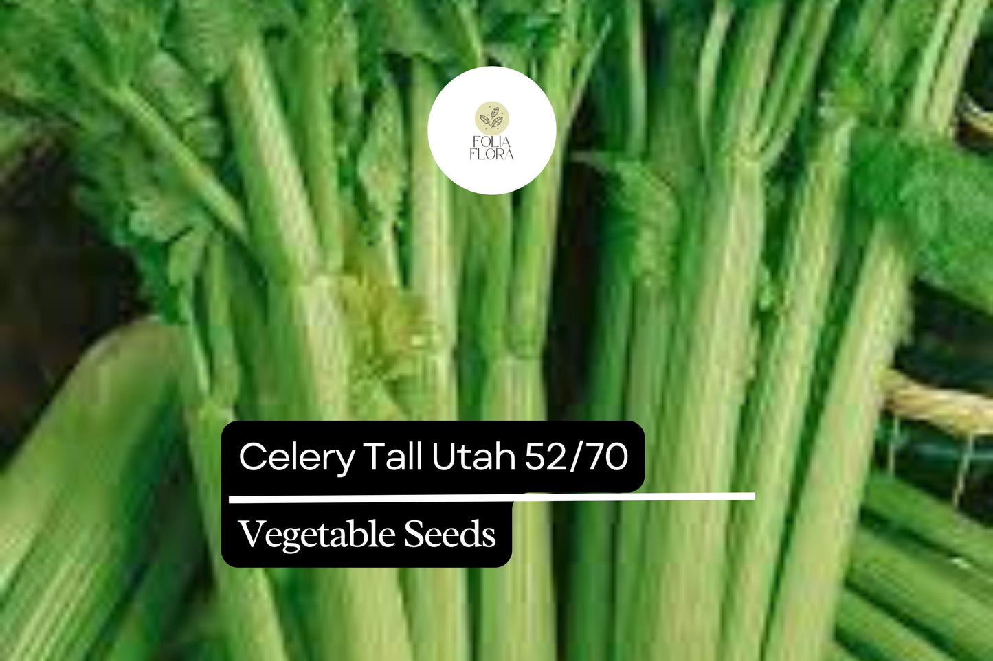 500 Seeds Celery Tall Utah 52/70 Apium graveolens | Crisp, Sweet Heirloom Variety for Gardens & Containers