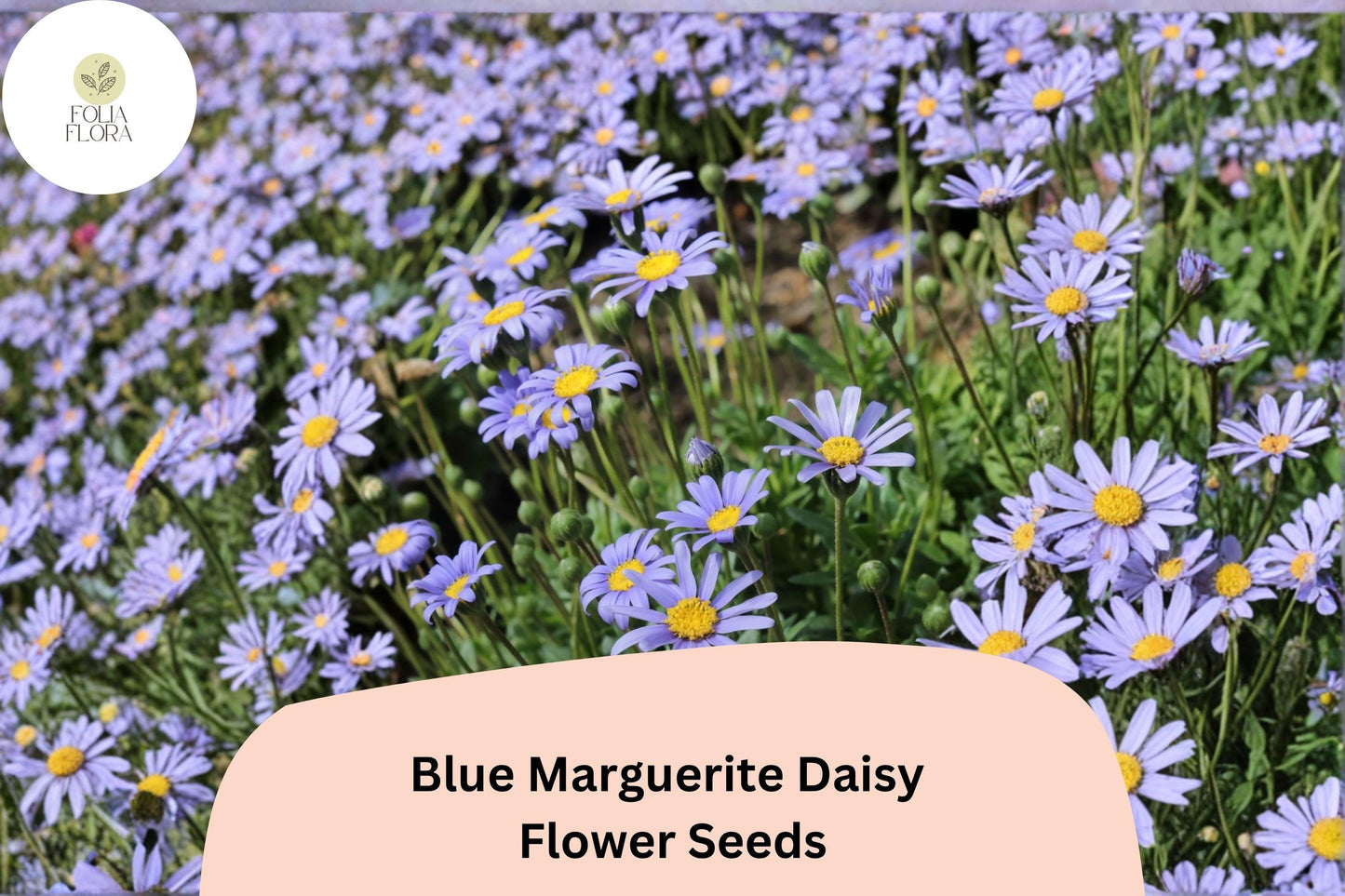 200+ Blue Marguerite Daisy Seeds | Felicia amelloides Sky Blue Blooms | Easy Annual Flower for Borders & Pots