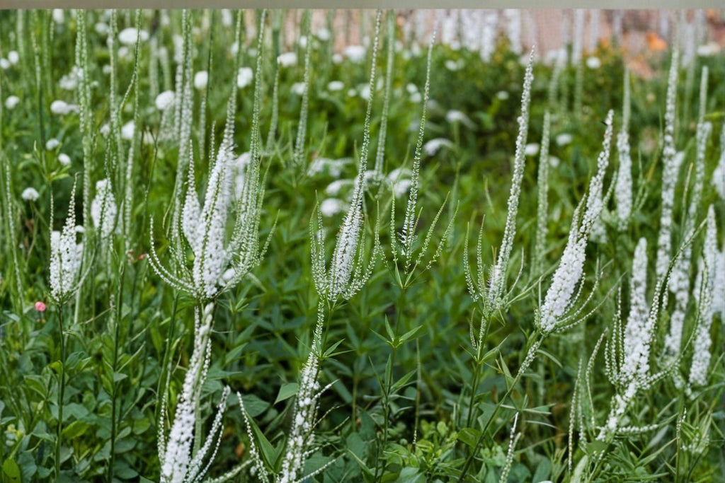 Veronicastrum Virginicum Culvers Root Seeds – 2500 Native Perennial Prairie Wildflower | Pollinator-Friendly
