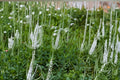 Veronicastrum Virginicum Culvers Root Seeds – 2500 Native Perennial Prairie Wildflower | Pollinator-Friendly