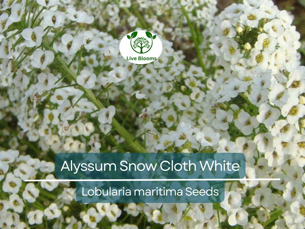 1000 Seeds Alyssum Snow Cloth White Ground Cover, Deer & Drought Resistant, Non-GMO, Sweet Alyssum, Low Maintenance