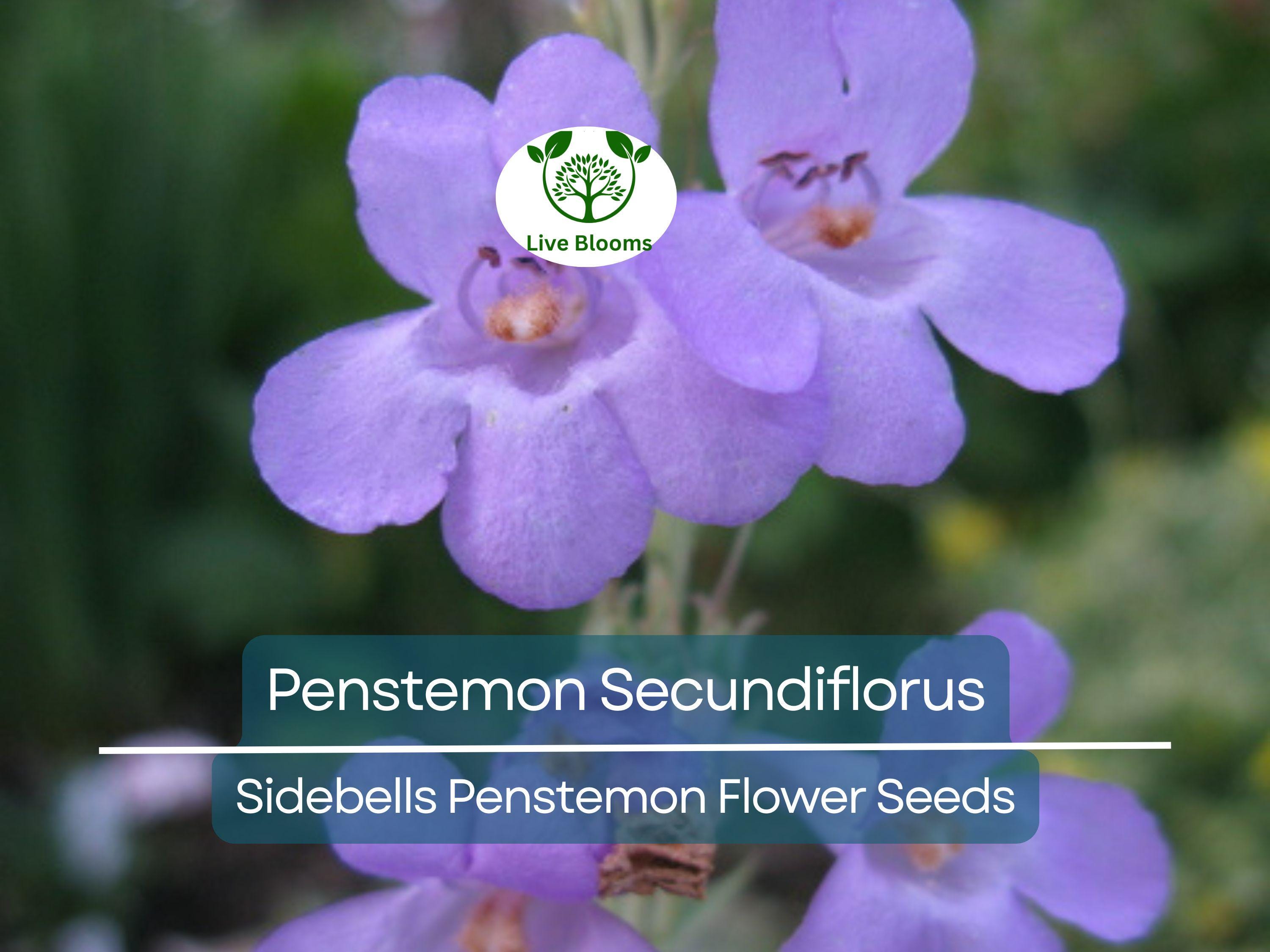 100 mg Seeds Penstemon Secundiflorus (Sidebells Penstemon) for Planting | Drought-Tolerant Native Wildflower for Gardens & Landscapes