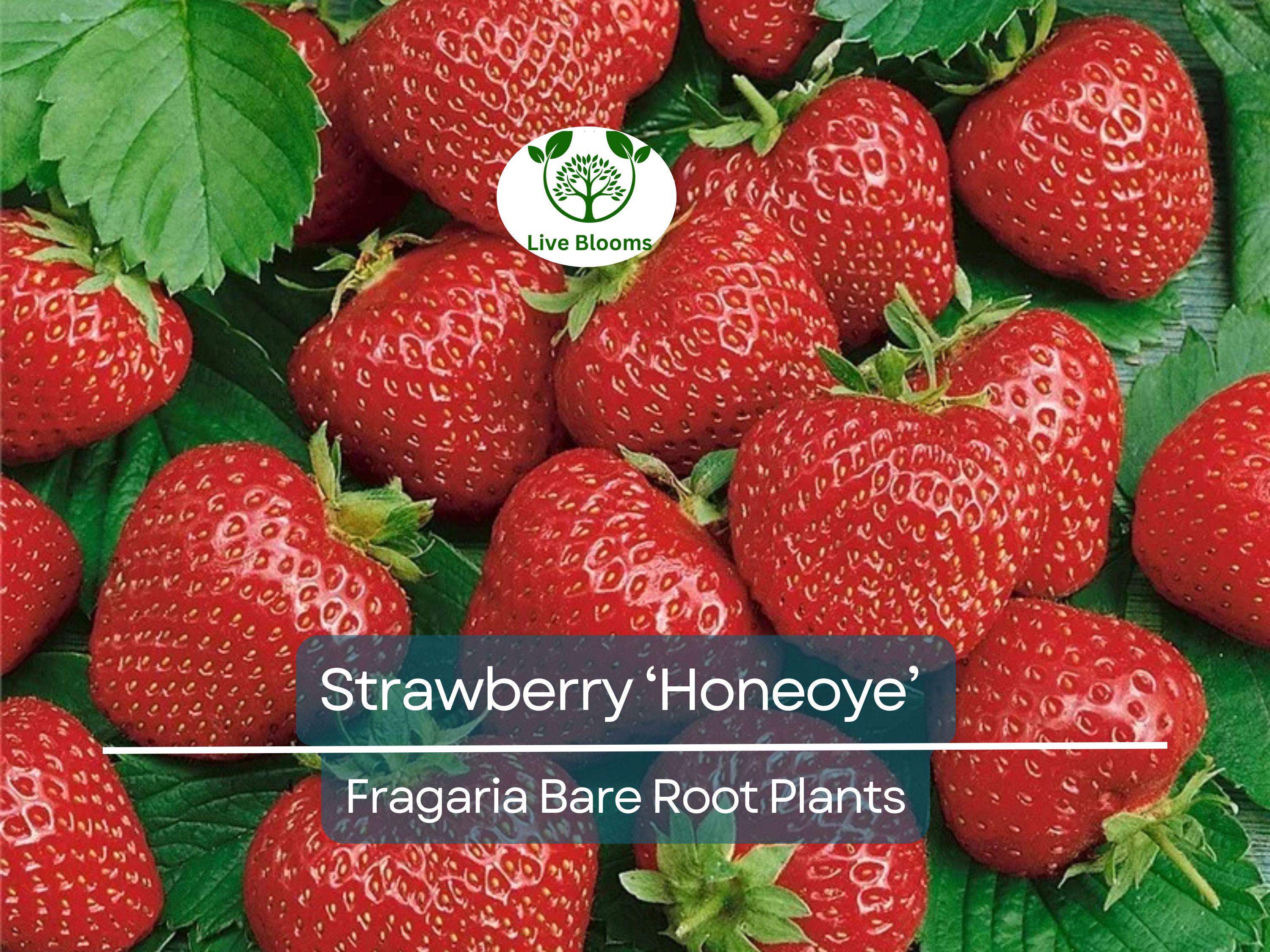 12 Honeoye Strawberry Plants – Bare Root – Sweet, Juicy Berries – Cold Hardy & Productive – June-Bearing – Zones 4–9