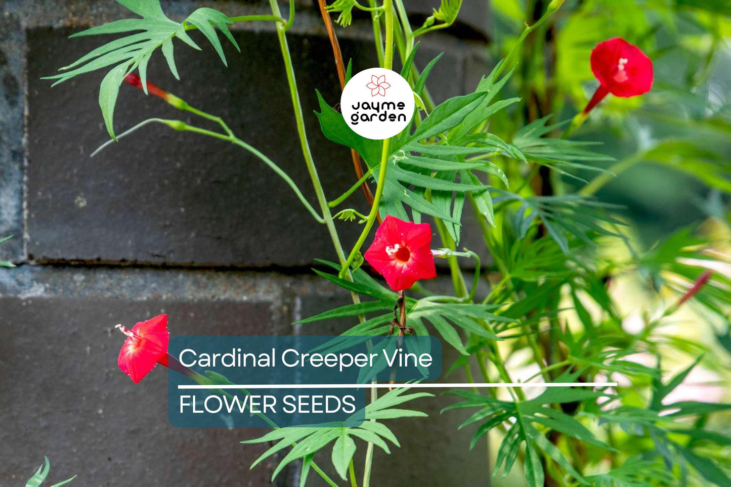 20 Star Glory Seeds (Ipomoea quamoclit) – Cardinal Creeper Vine, Scarlet Red Blooms, Attracts Hummingbirds, USDA Zones 11-12, Fast-Growing