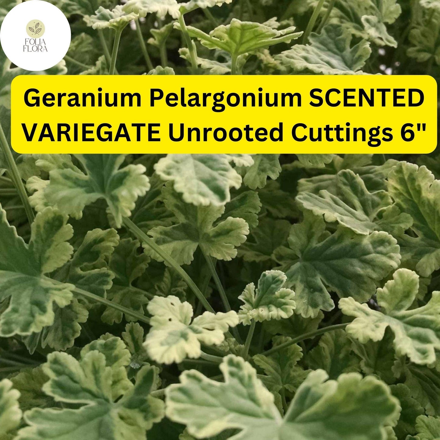 Geranium Pelargonium ‘Scented Variegated’ | 3 Live 6” Unrooted Cuttings | Fragrant, Easy-Care Flowering Plant, Unique Foliage