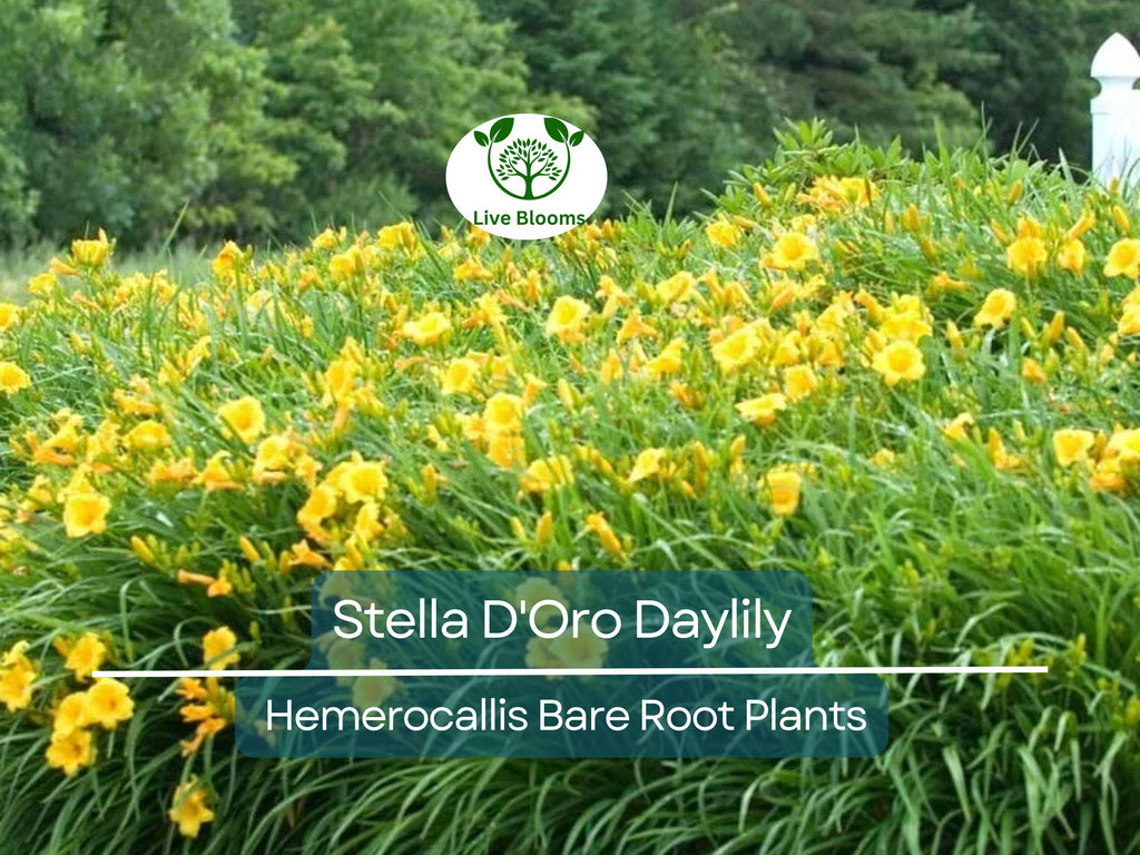 3 Stella D'Oro Daylily Bare Root Plants – Hemerocallis ‘Stella de Oro’ – Mini Border Lily, Hardy Perennial, Long Blooming Yellow