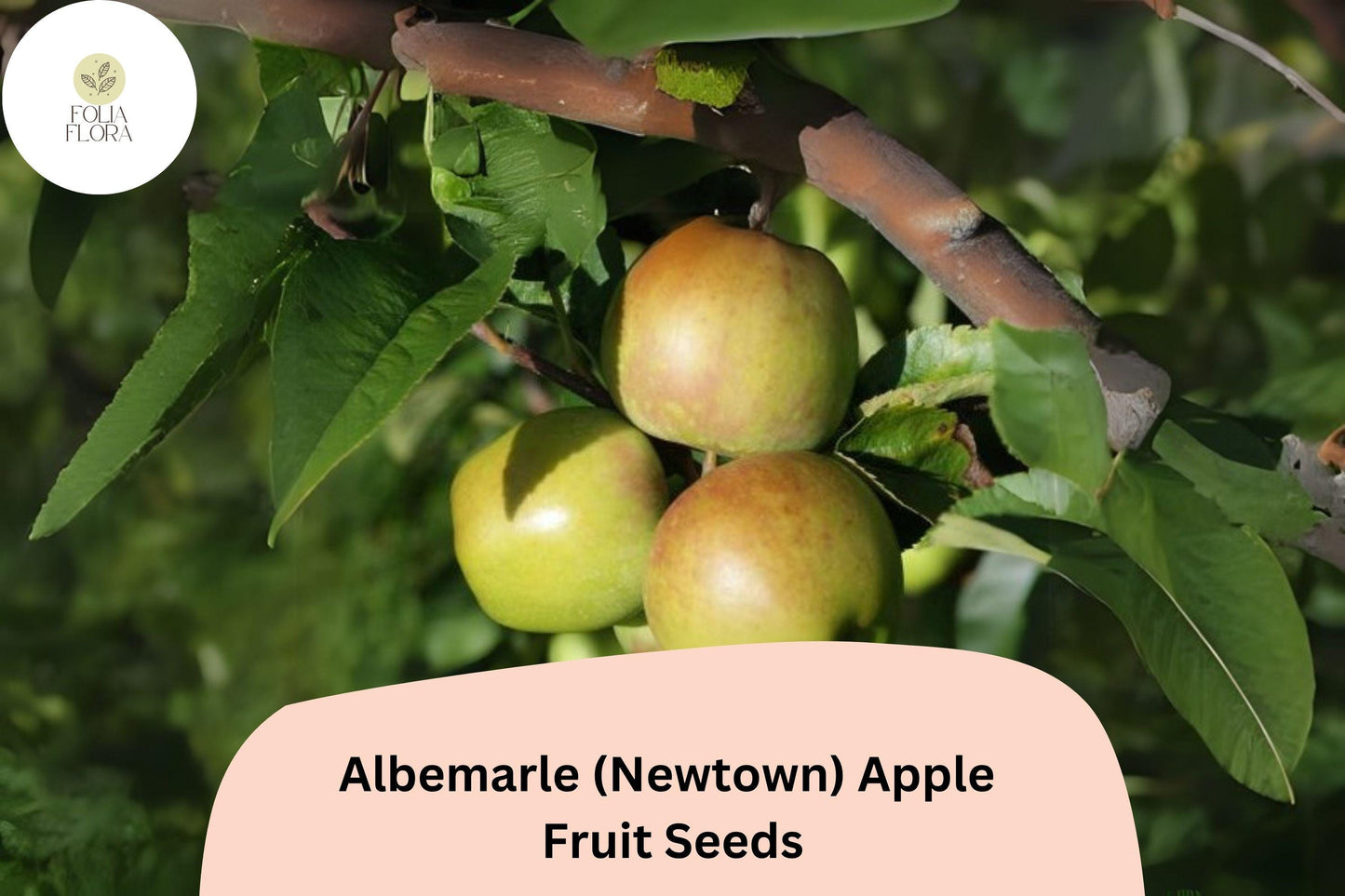 25+ Albemarle (Newtown) Apple Seeds | Heirloom Green Apple | Malus domestica | Crisp & Tart | Rare Garden Fruit Tree Seeds