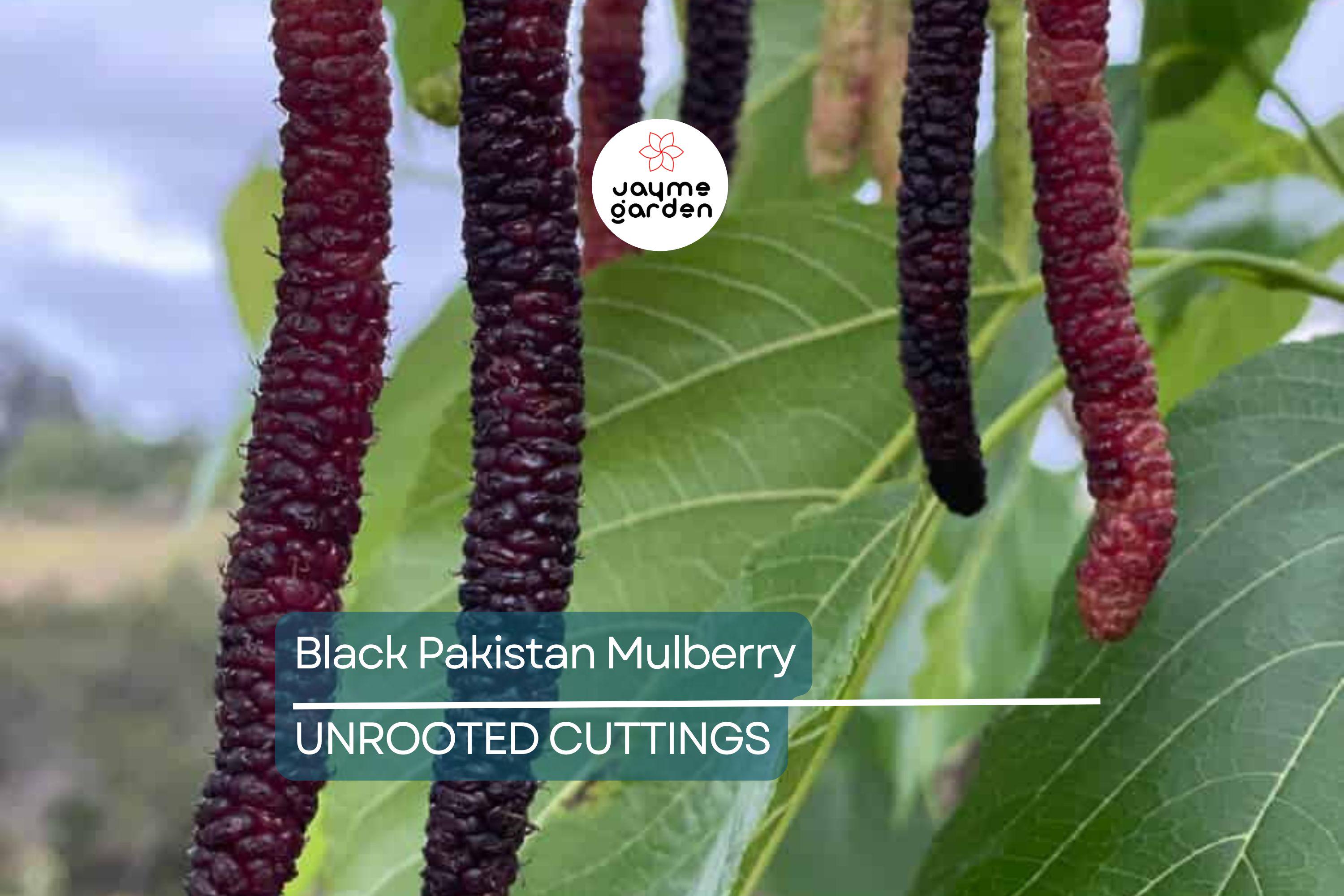 10 Red Sweet/Black Pakistan Mulberry Tree Cuttings | Unrooted Scions for Grafting or Rooting | Sweet Large Fruits | Prolific & Easy to Grow